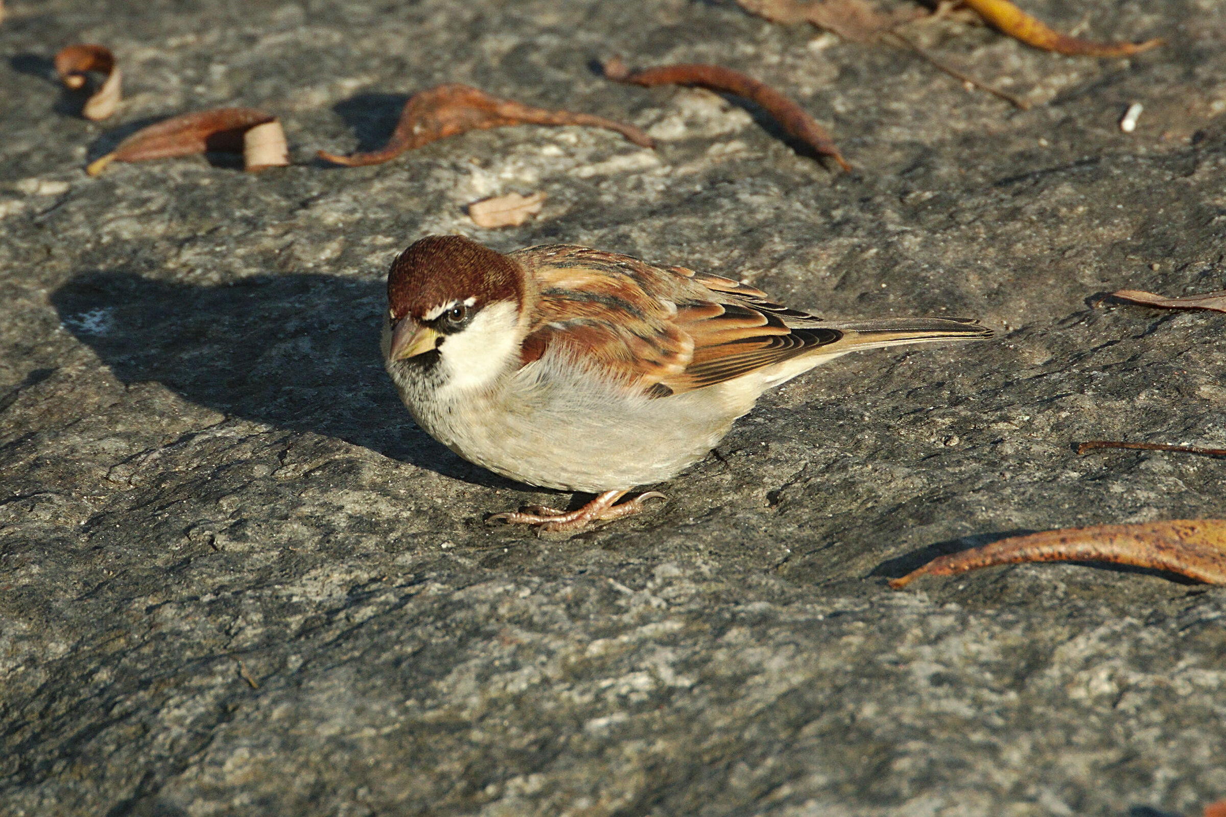 Sparrow on Sasso
