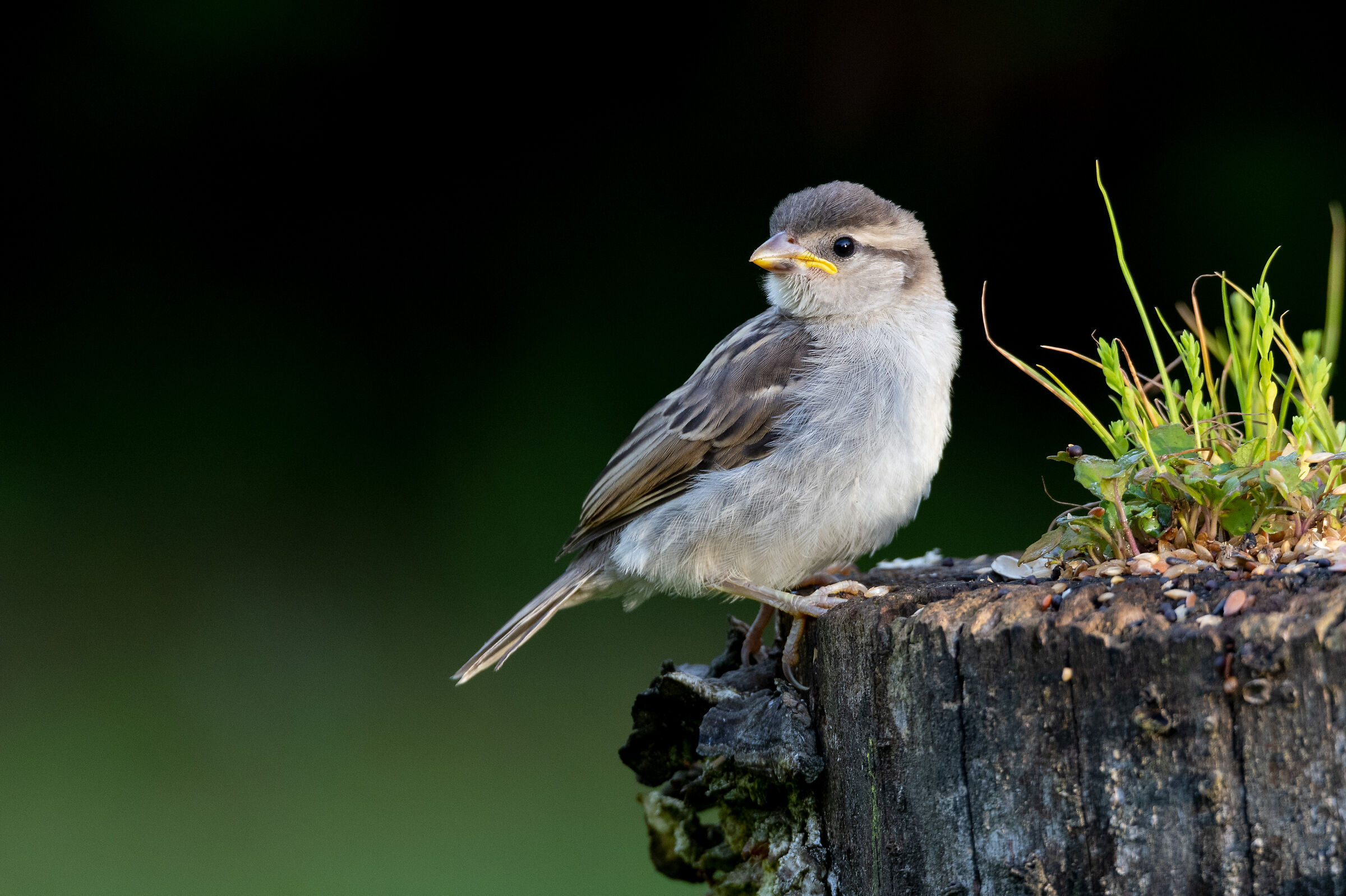 alla scoperta del mondo
