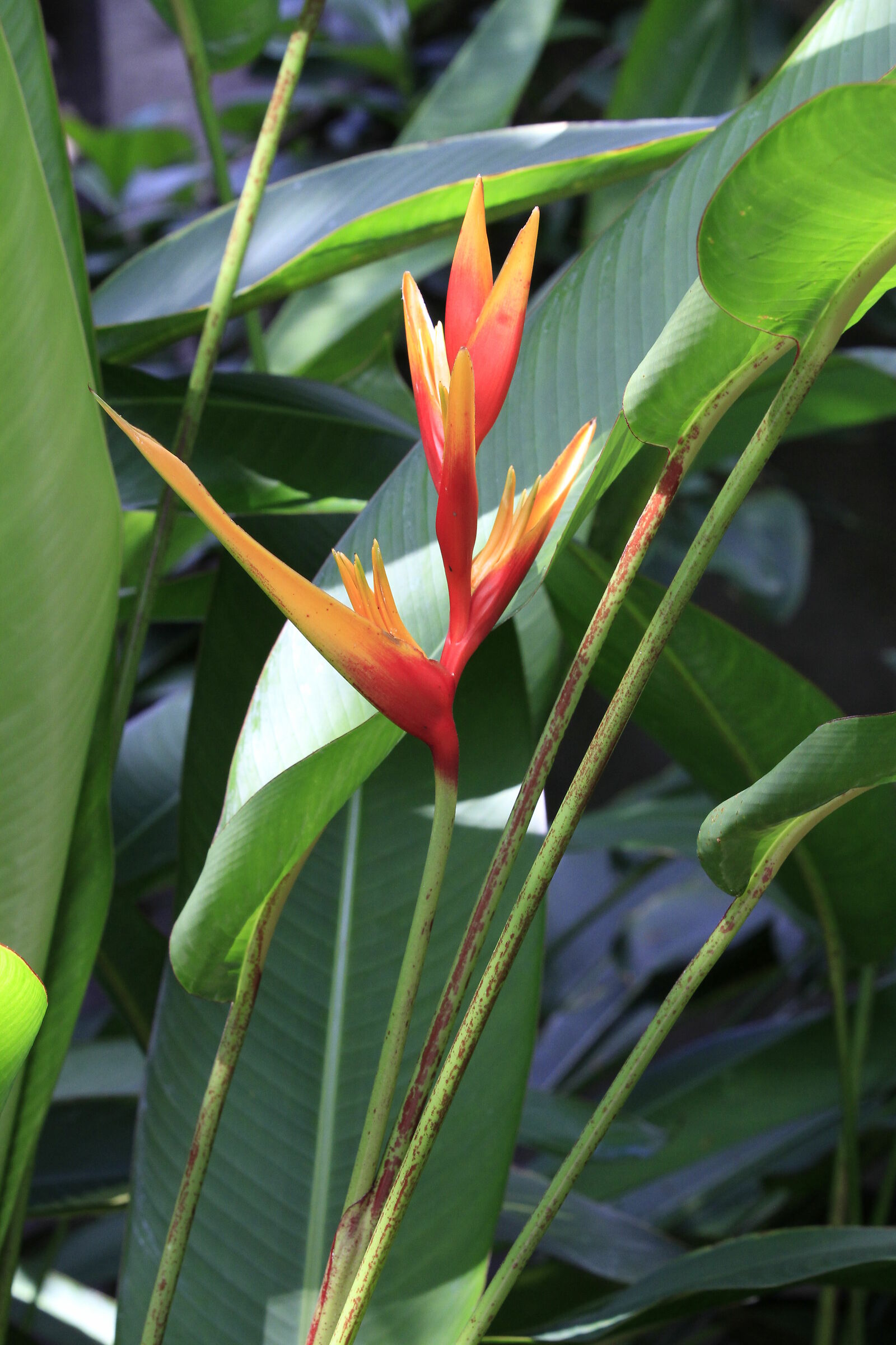 Sterlizia (Original)