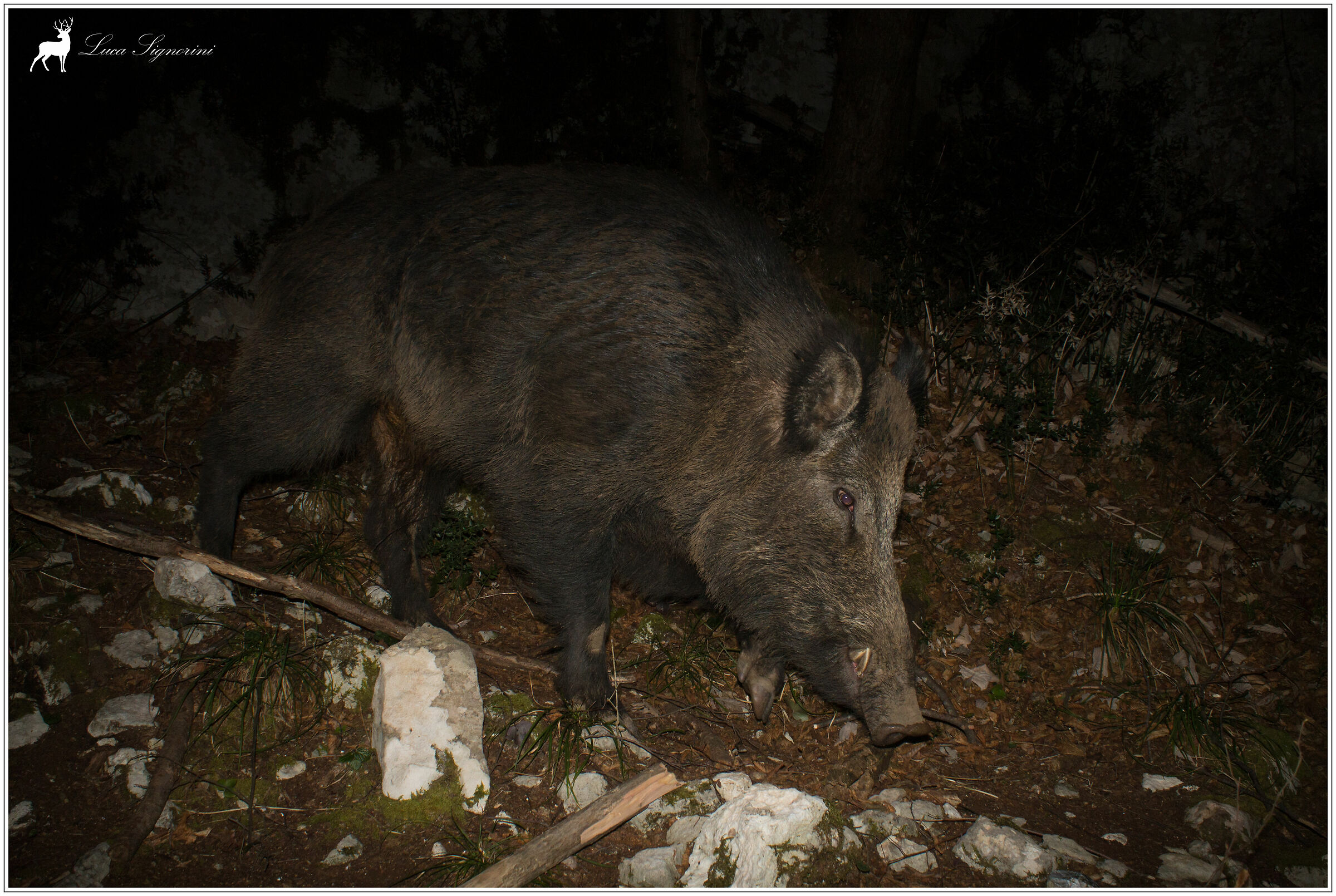 night boar