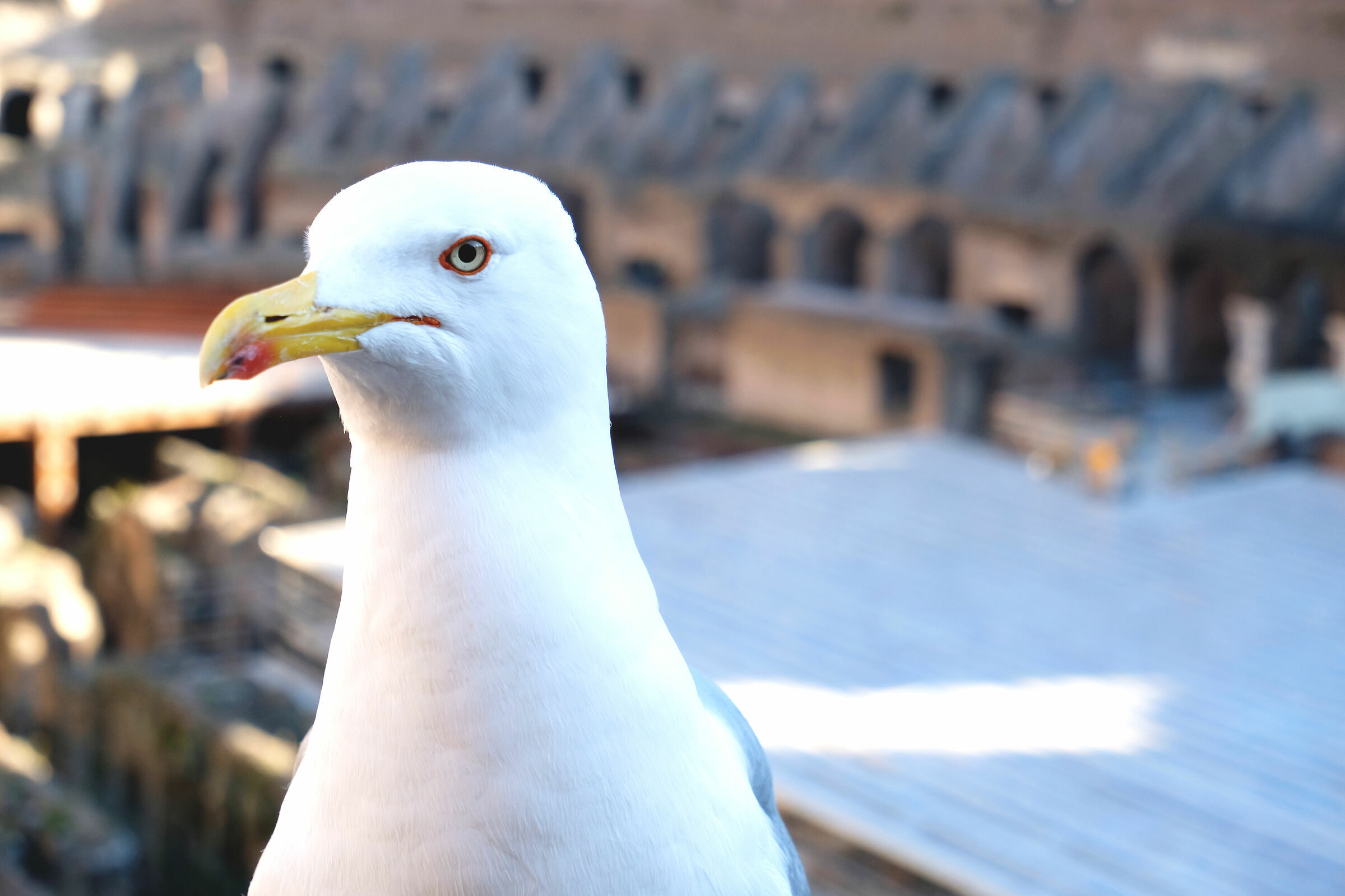 Gabbiano nel Colosseo