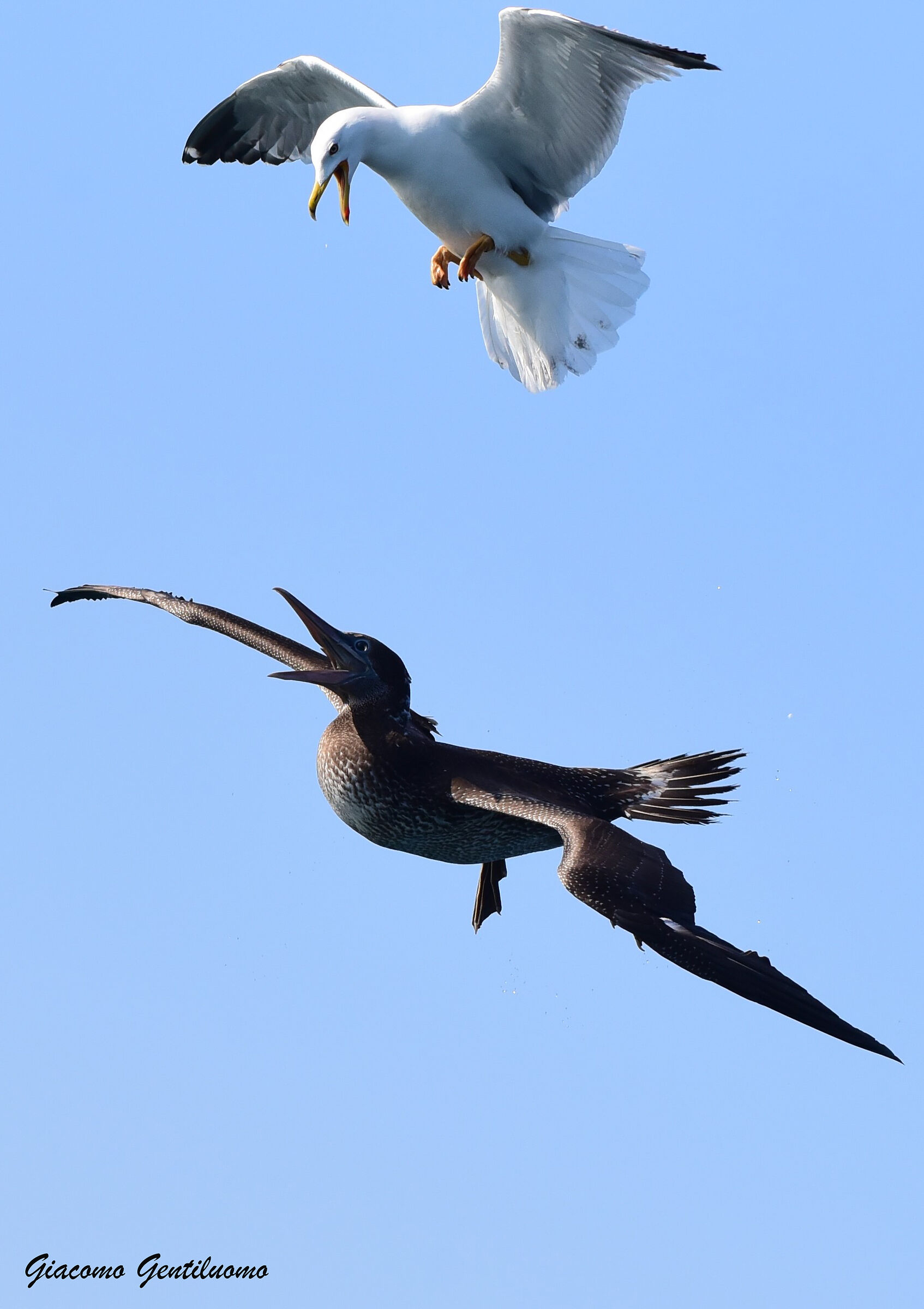 gabbiano contro sula