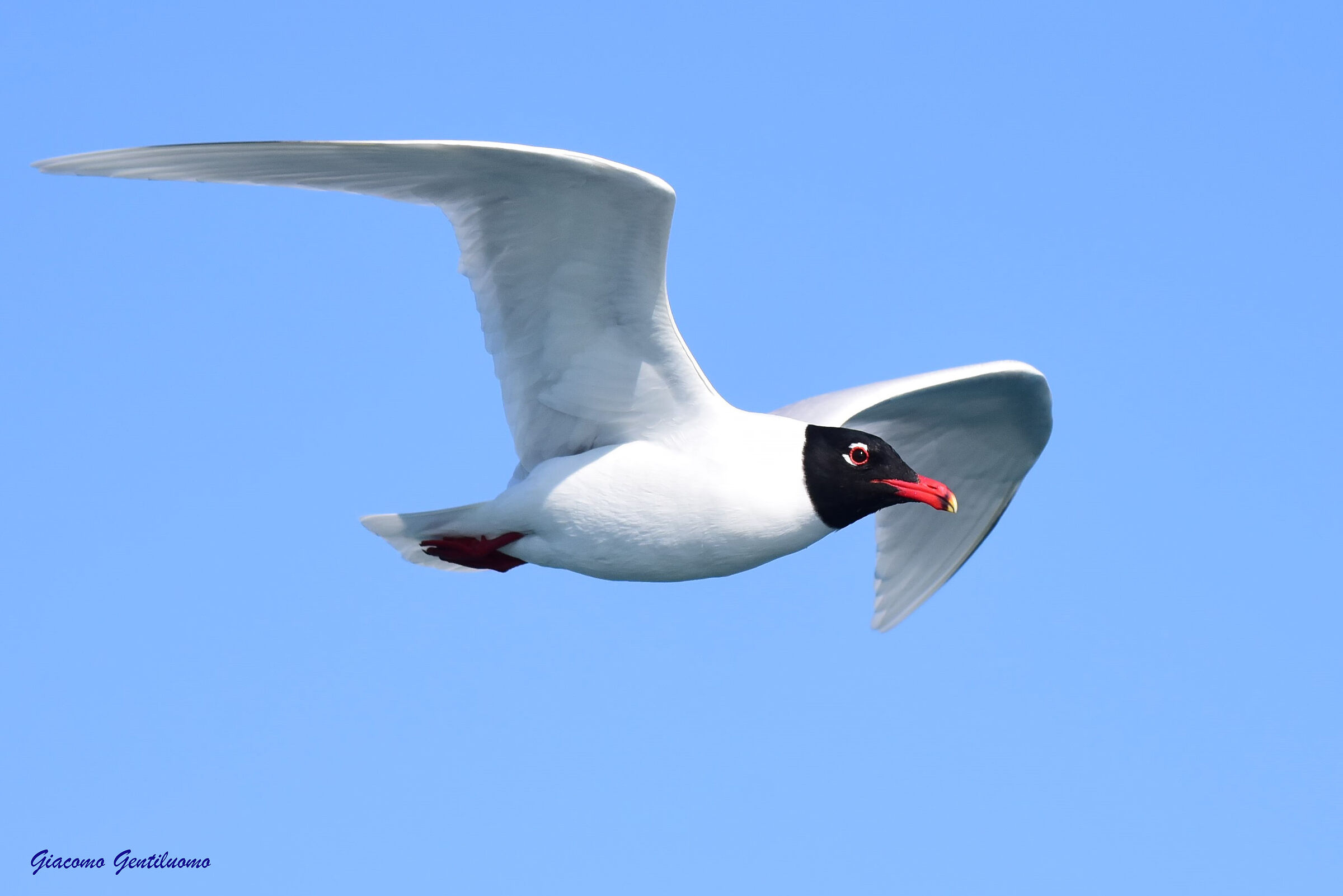 gabbiano corallino al largo di Viareggio
