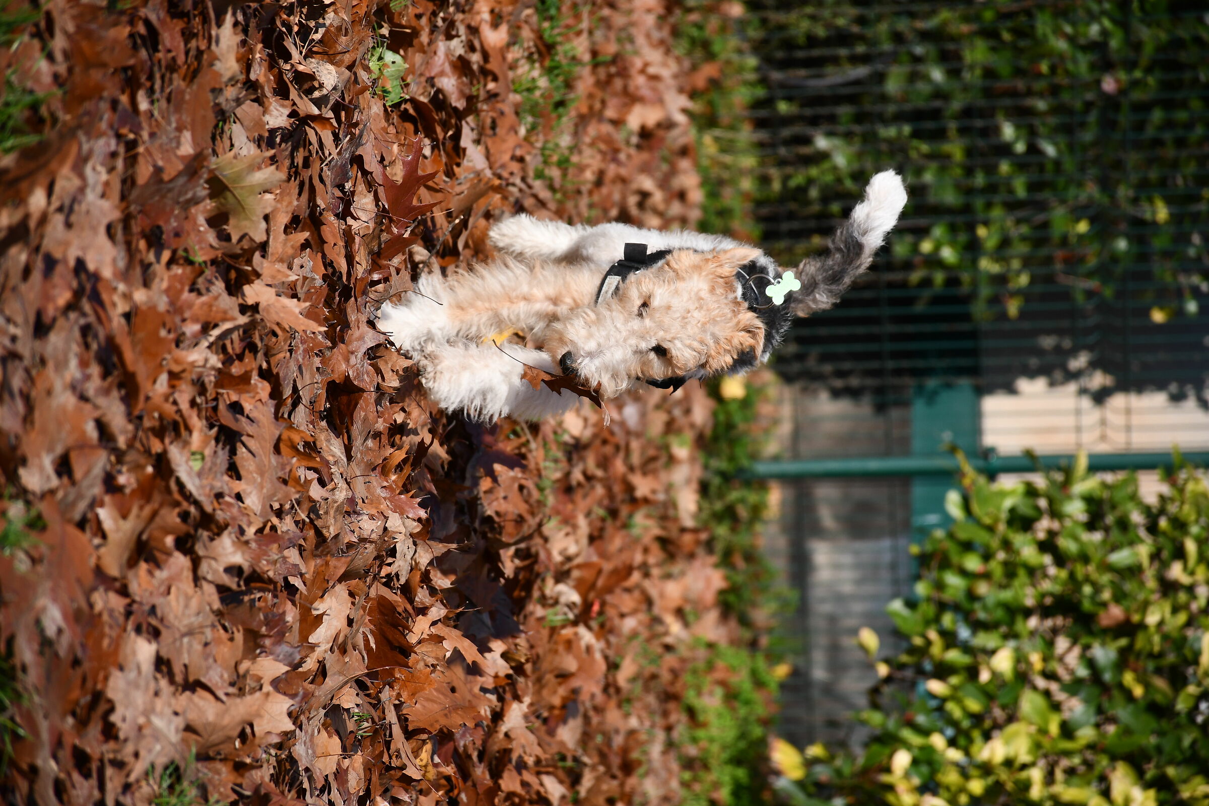 Pandoro... and its leaf