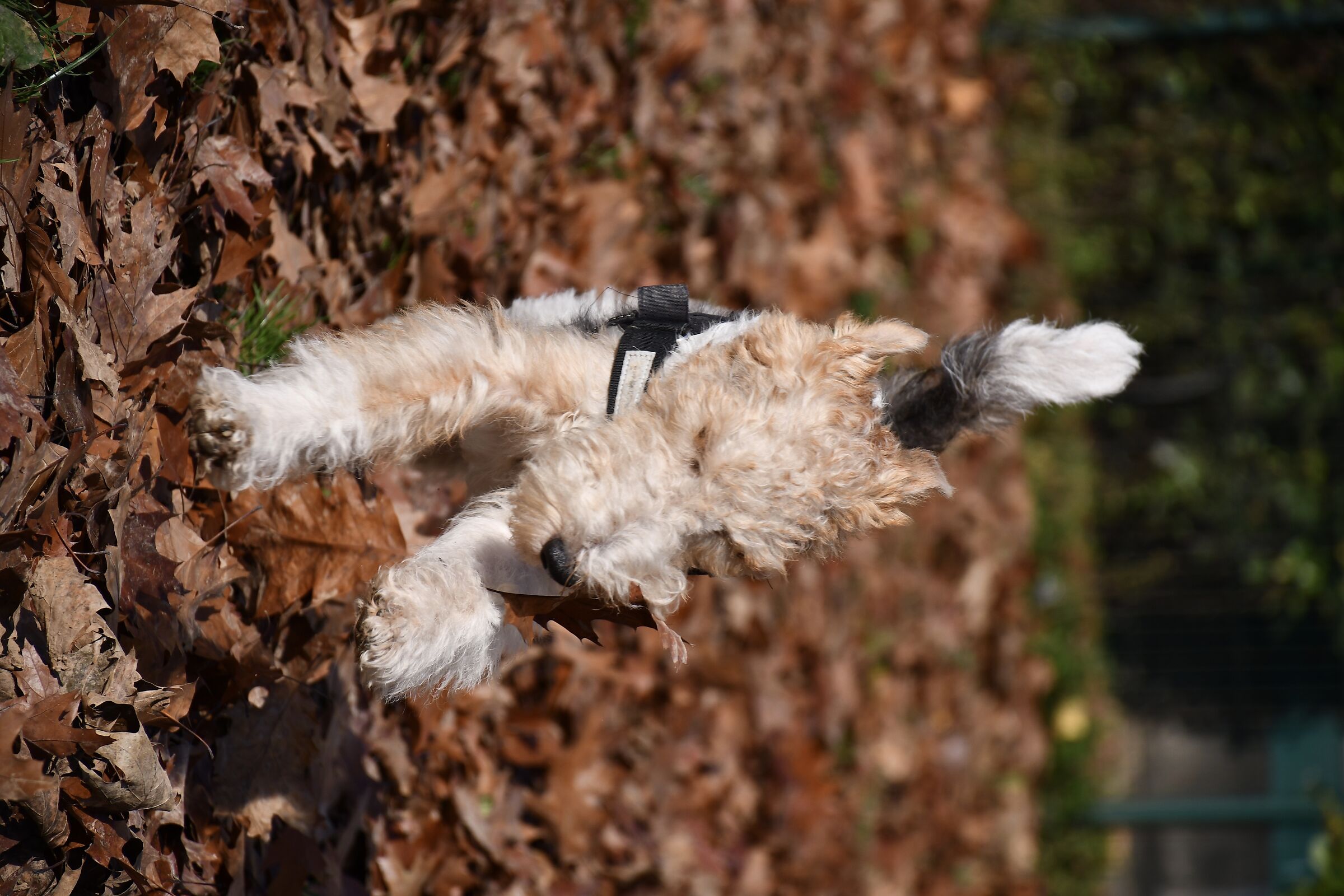 Pandoro.. and its leaf