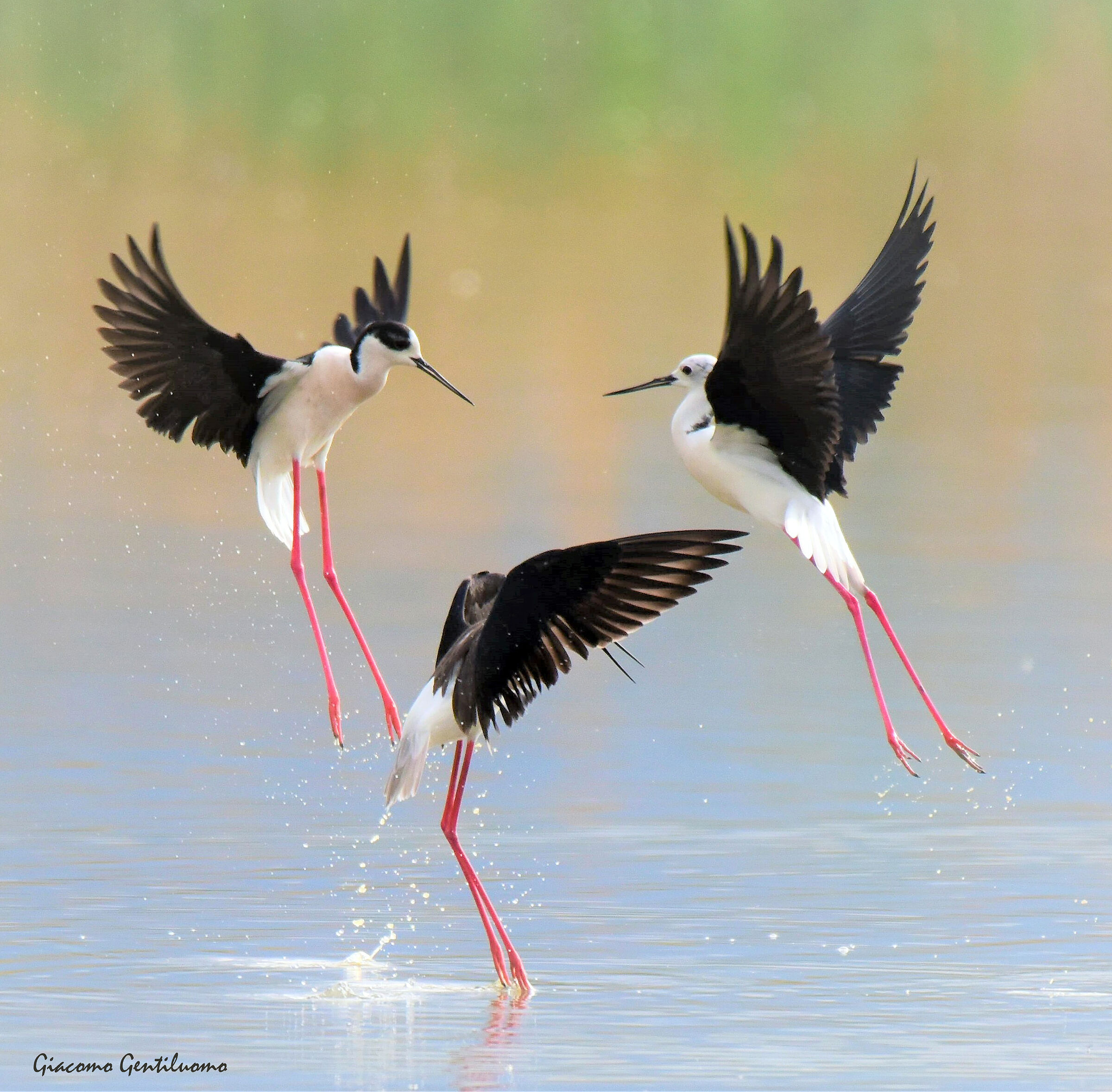 il ballo dei cavalieri