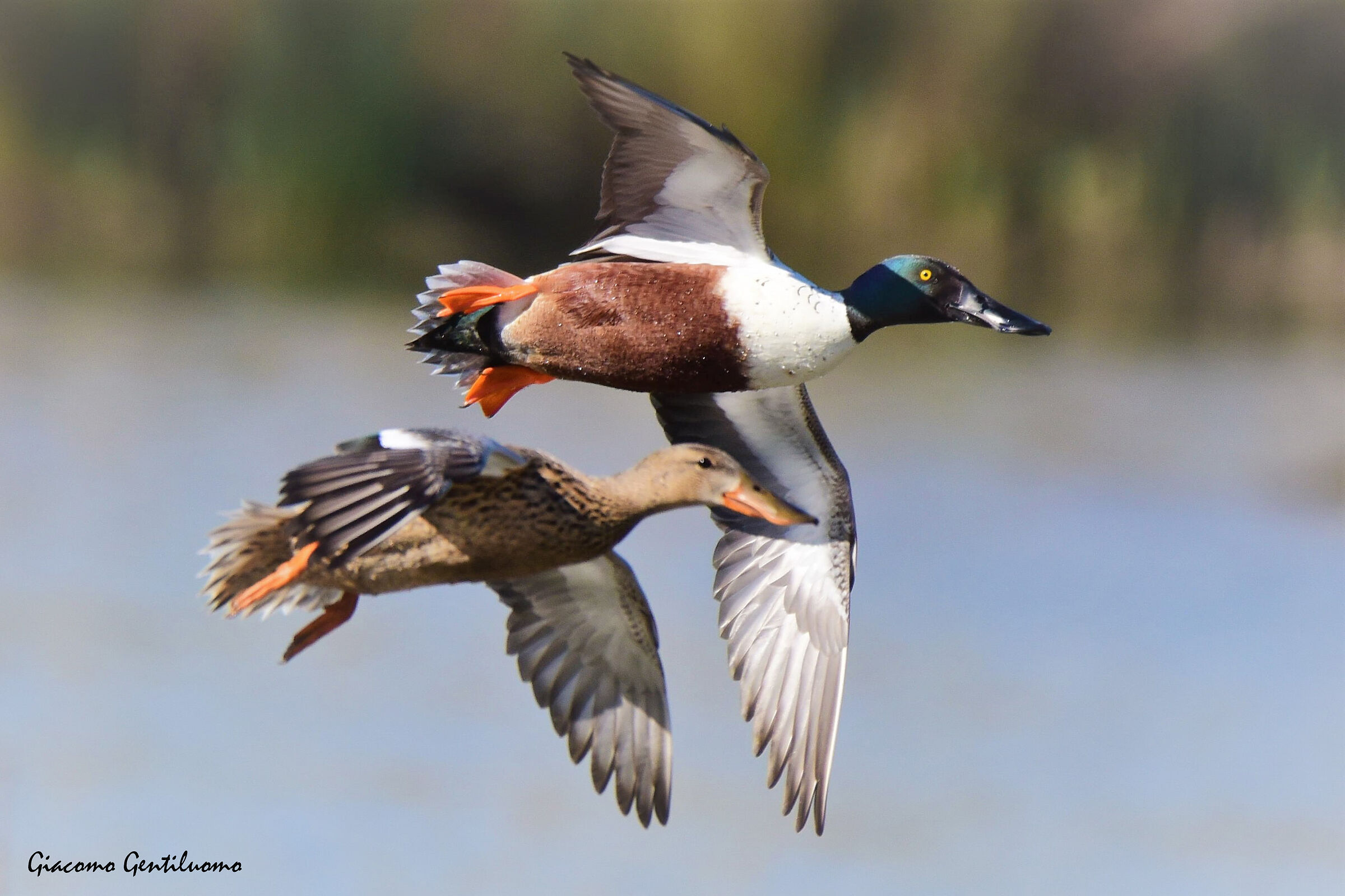 coppia di mestoloni in volo
