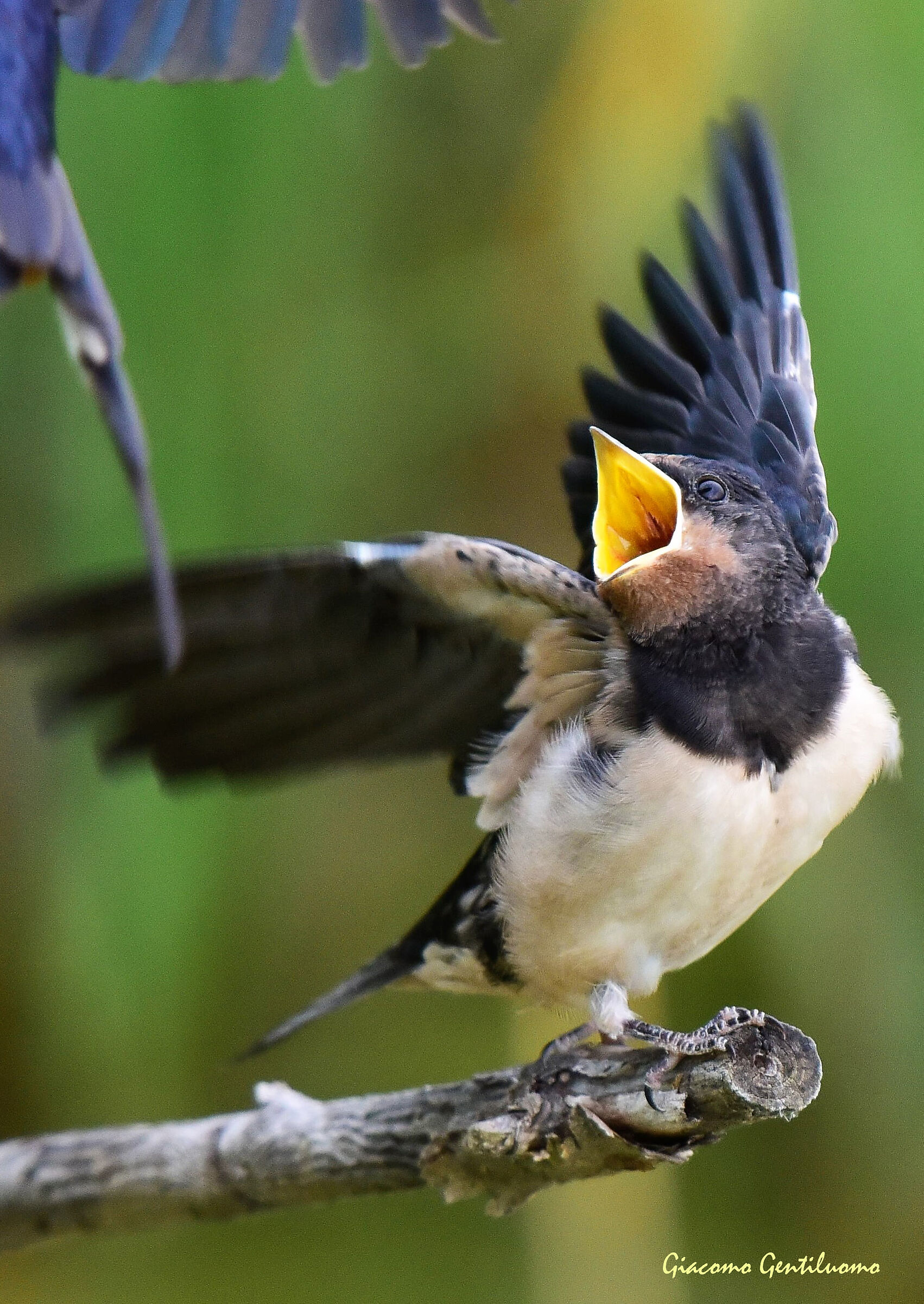in attesa dell'imbeccata