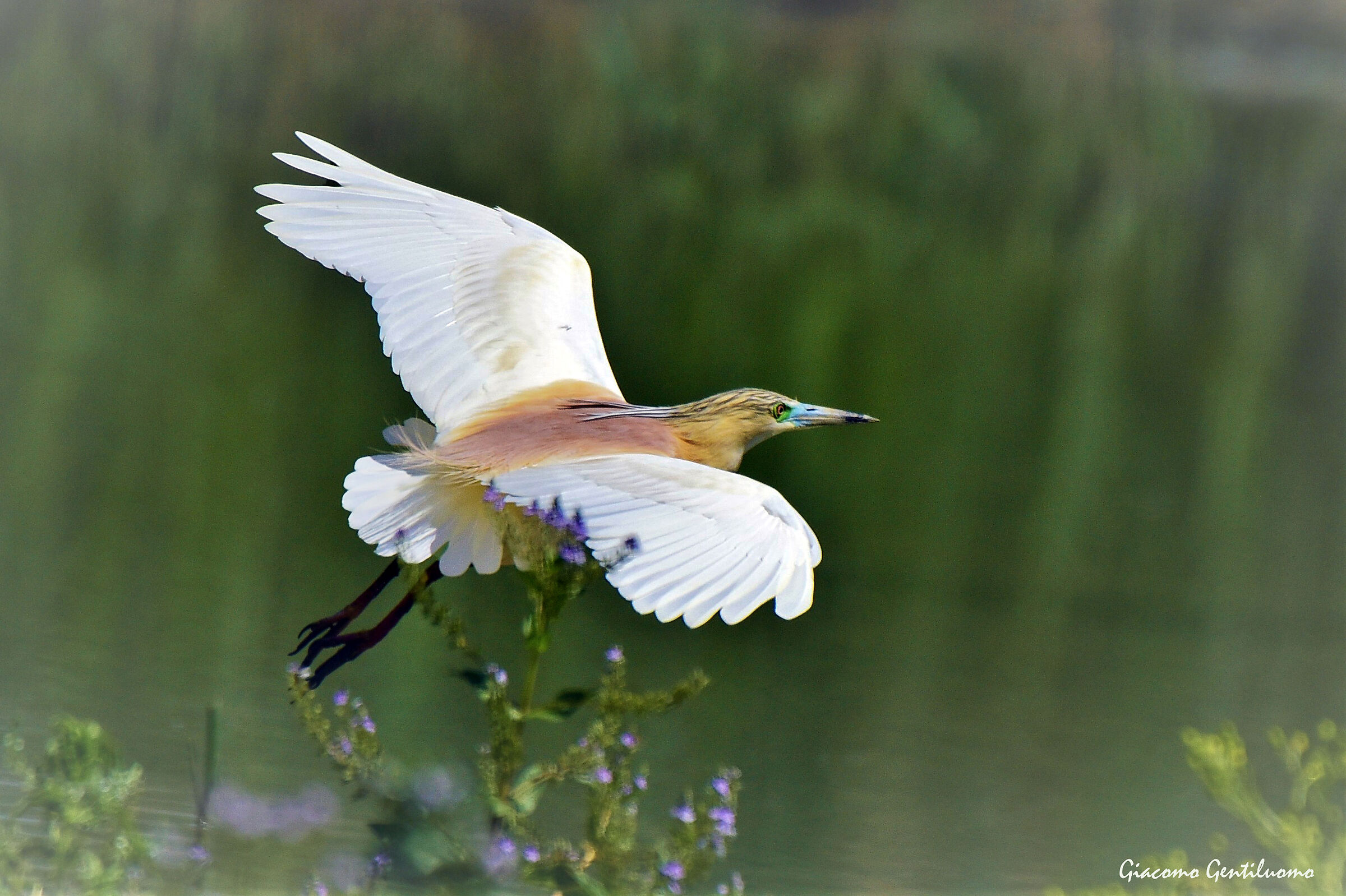 il volo della sgarza ciuffetto