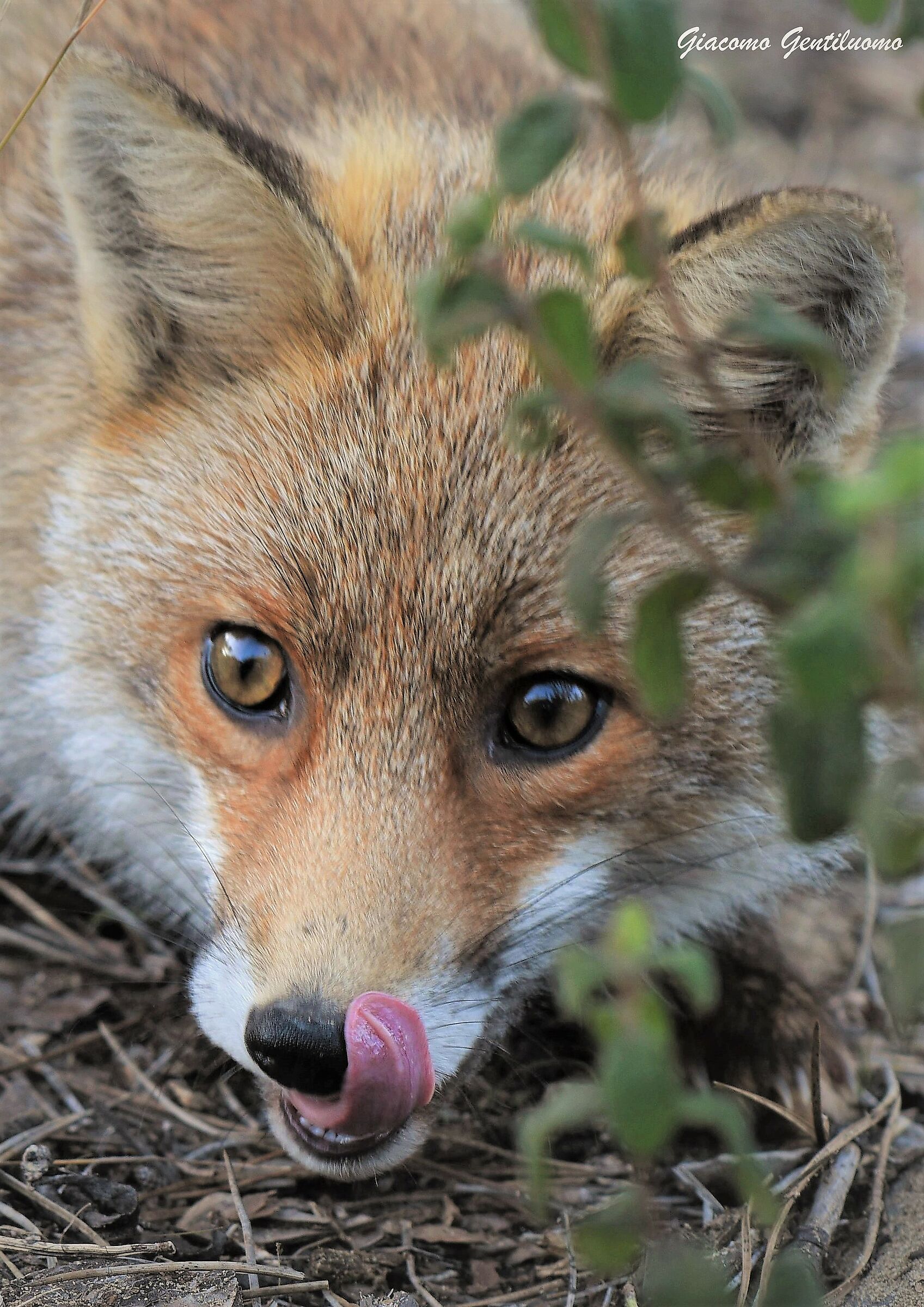 la volpina che si lecca i baffi