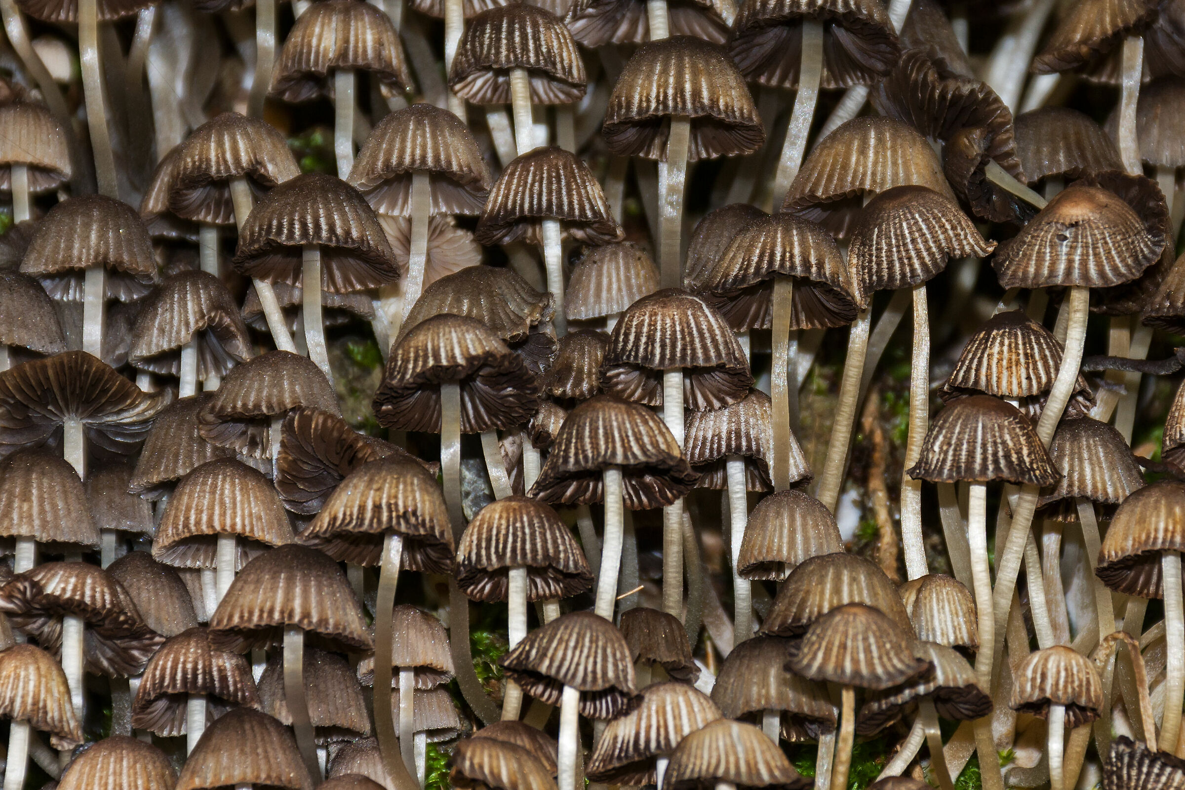 Tutti insieme appassionatamente