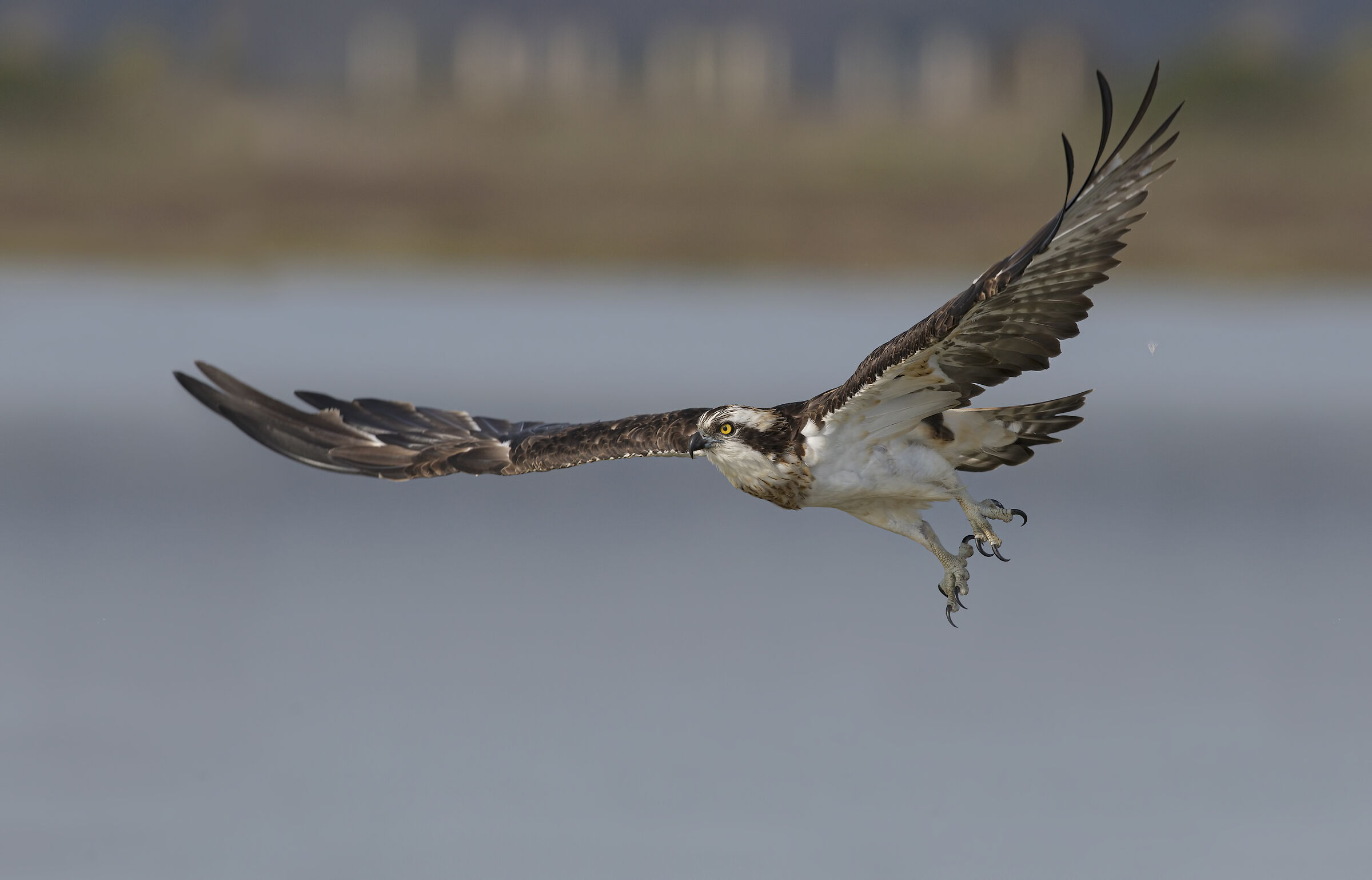 osprey(pandion Haliaetus)
