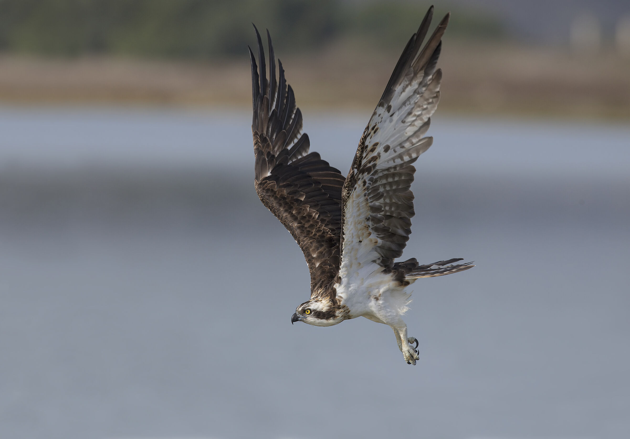 osprey (pandion haliaetus)