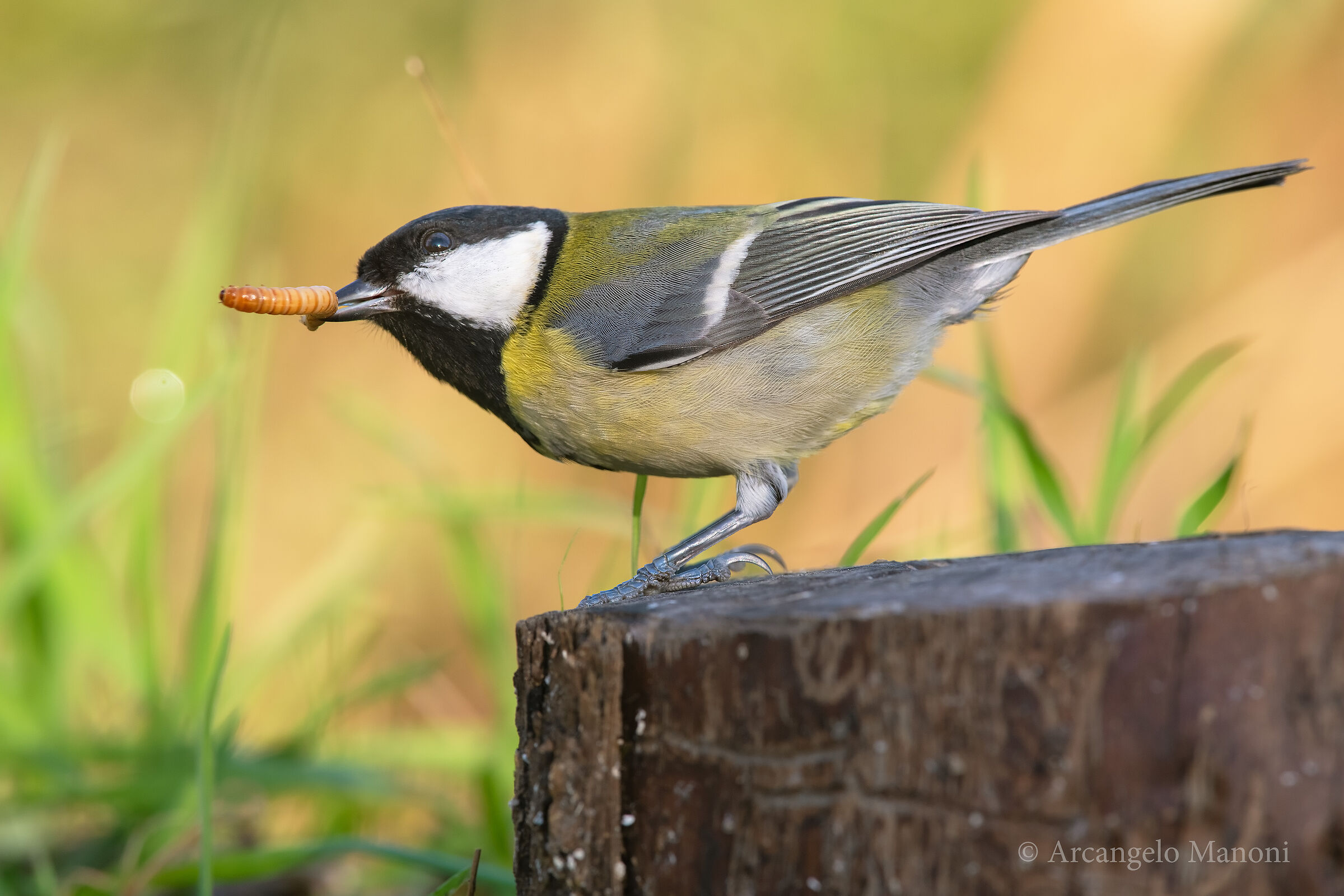 ladrbaically citches