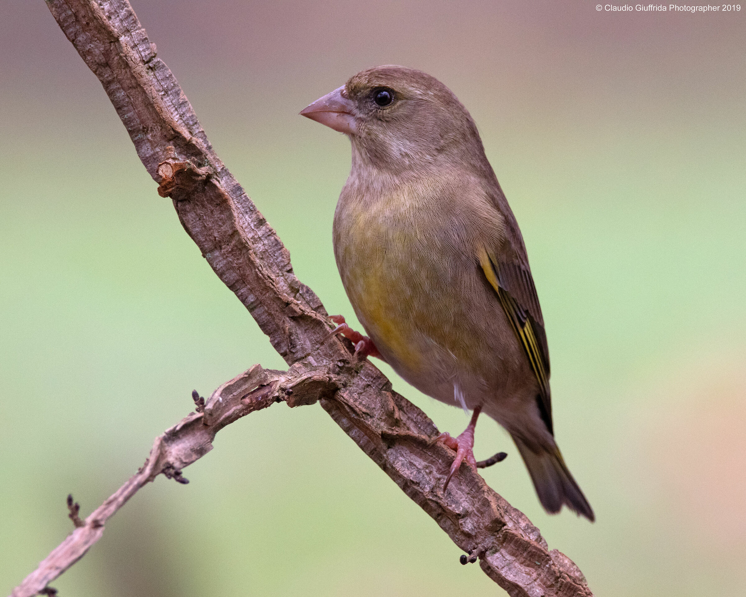 Chloris chloris