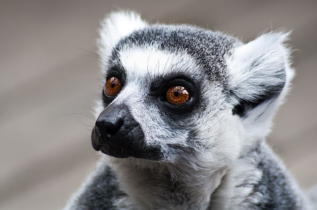 please please please