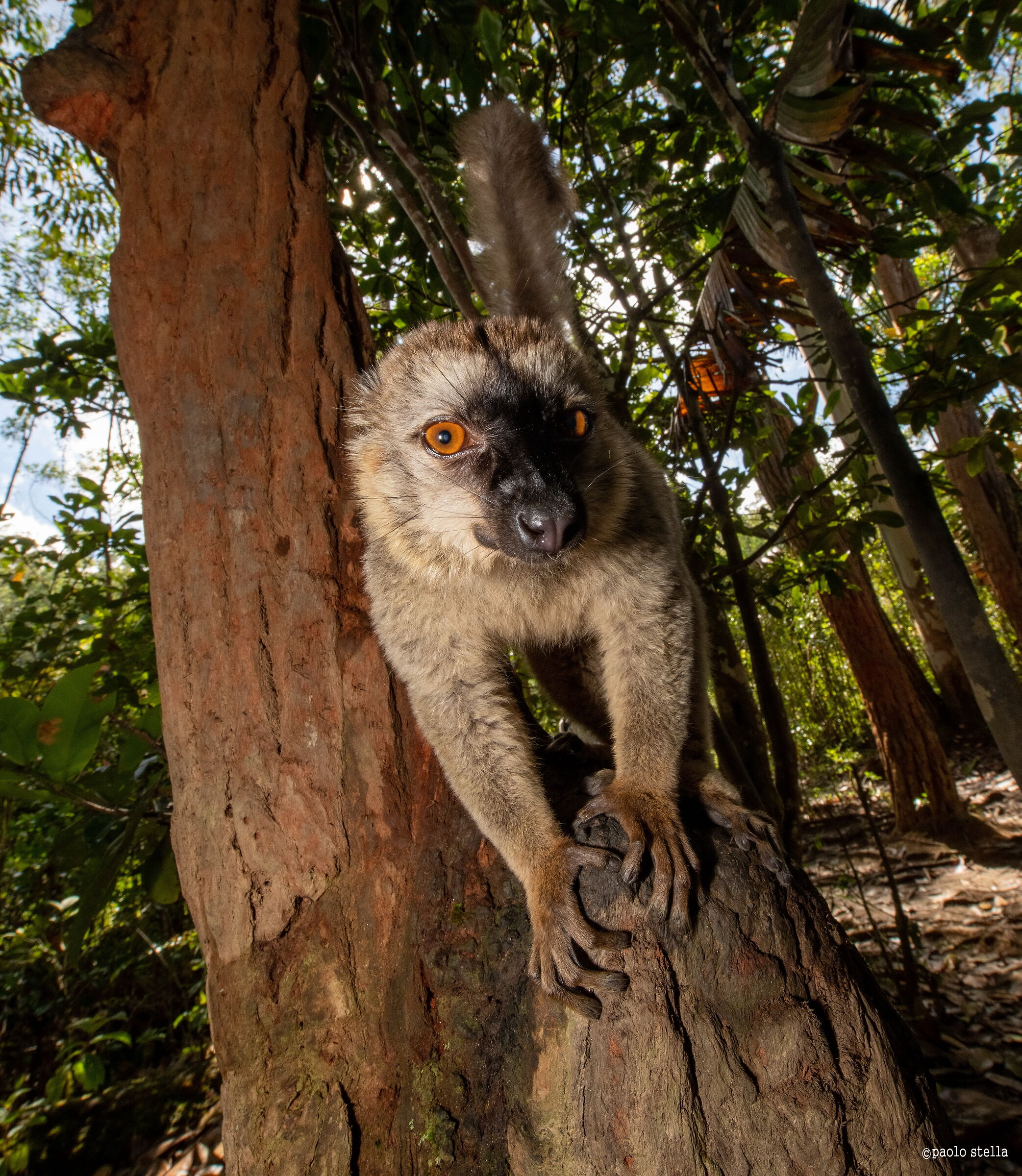 brown lemur