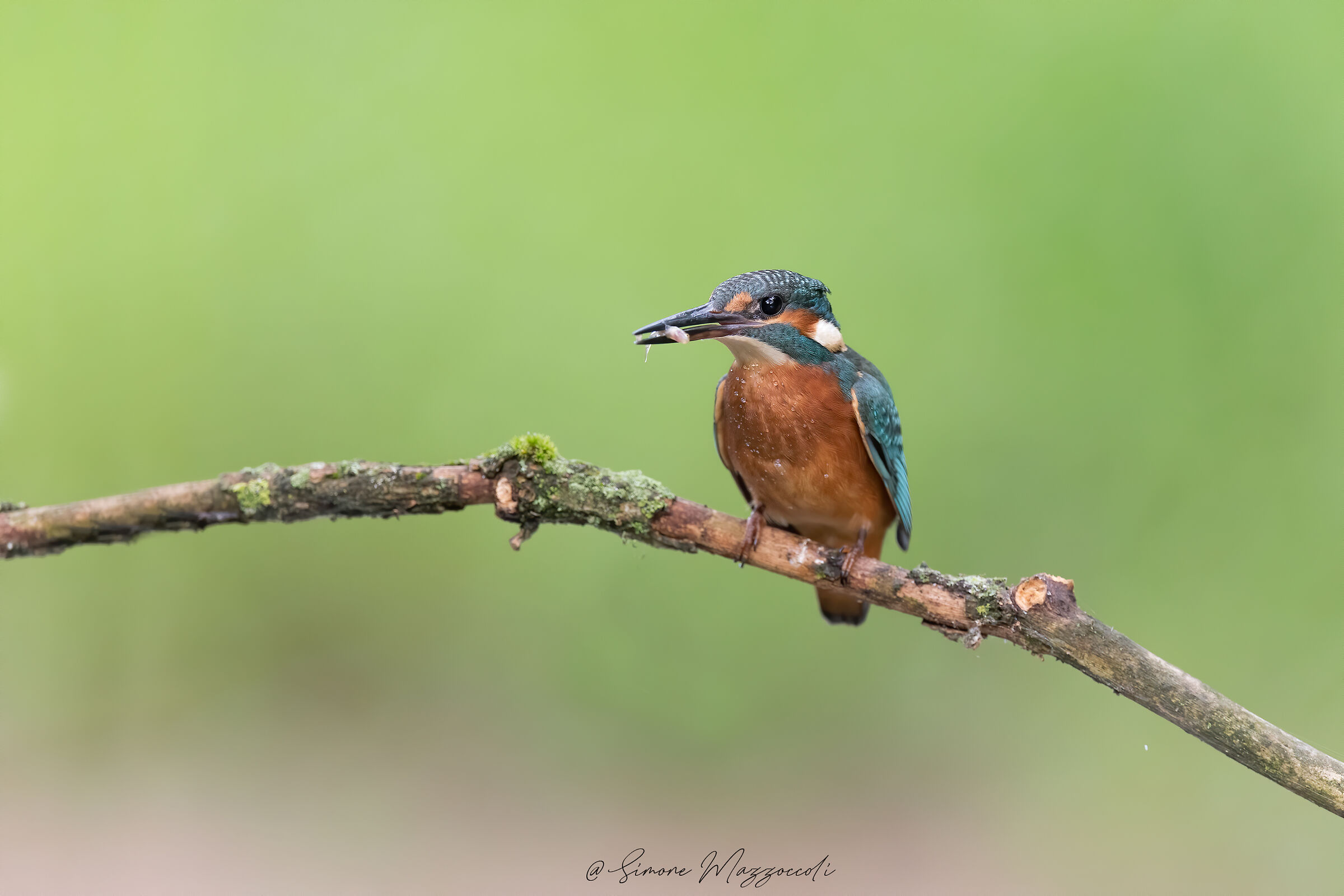 "Pescato" del giorno