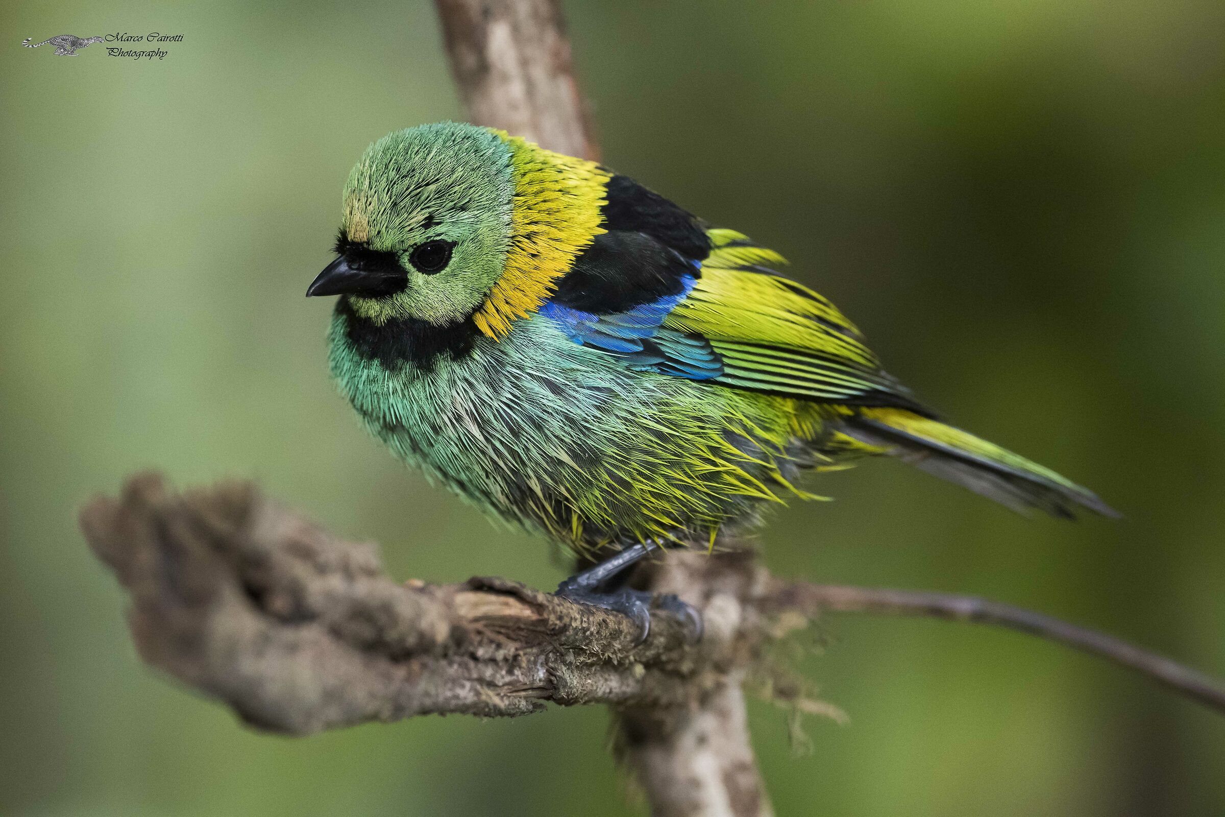 Un arcobaleno di colori