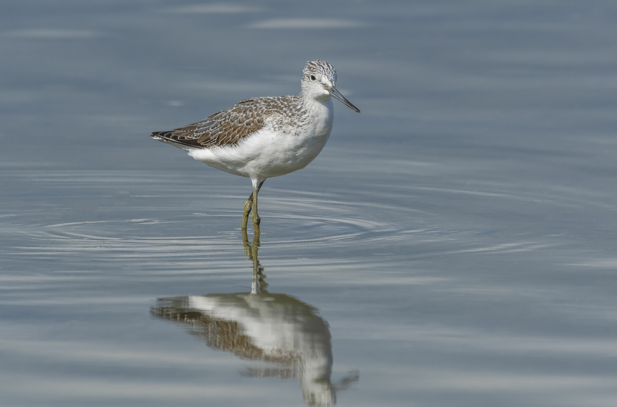 Common Pantana (Tringa Neburia, Gunnerus 1767)