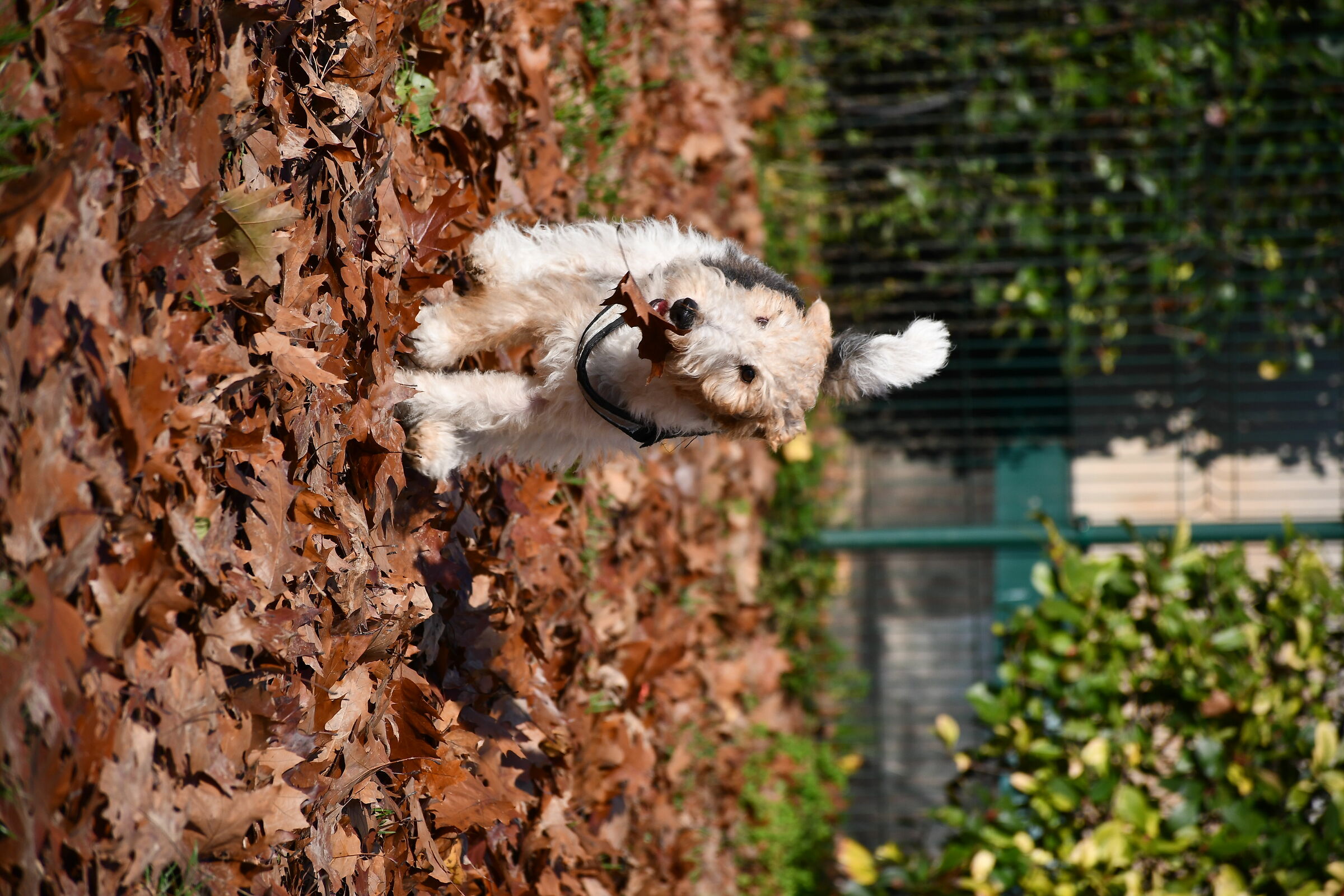 Pandoro and his leaf...