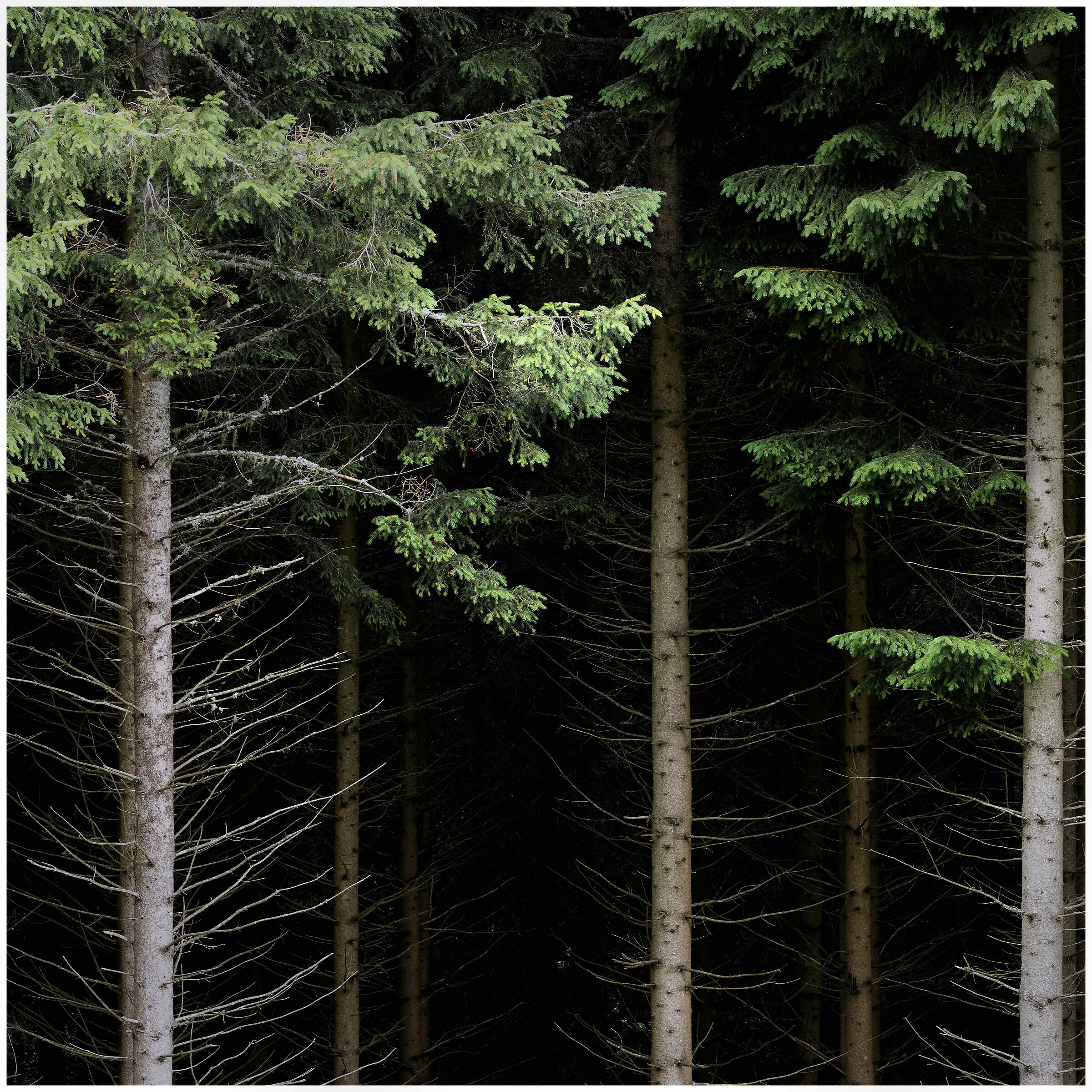 nei segreti dell'abetaia