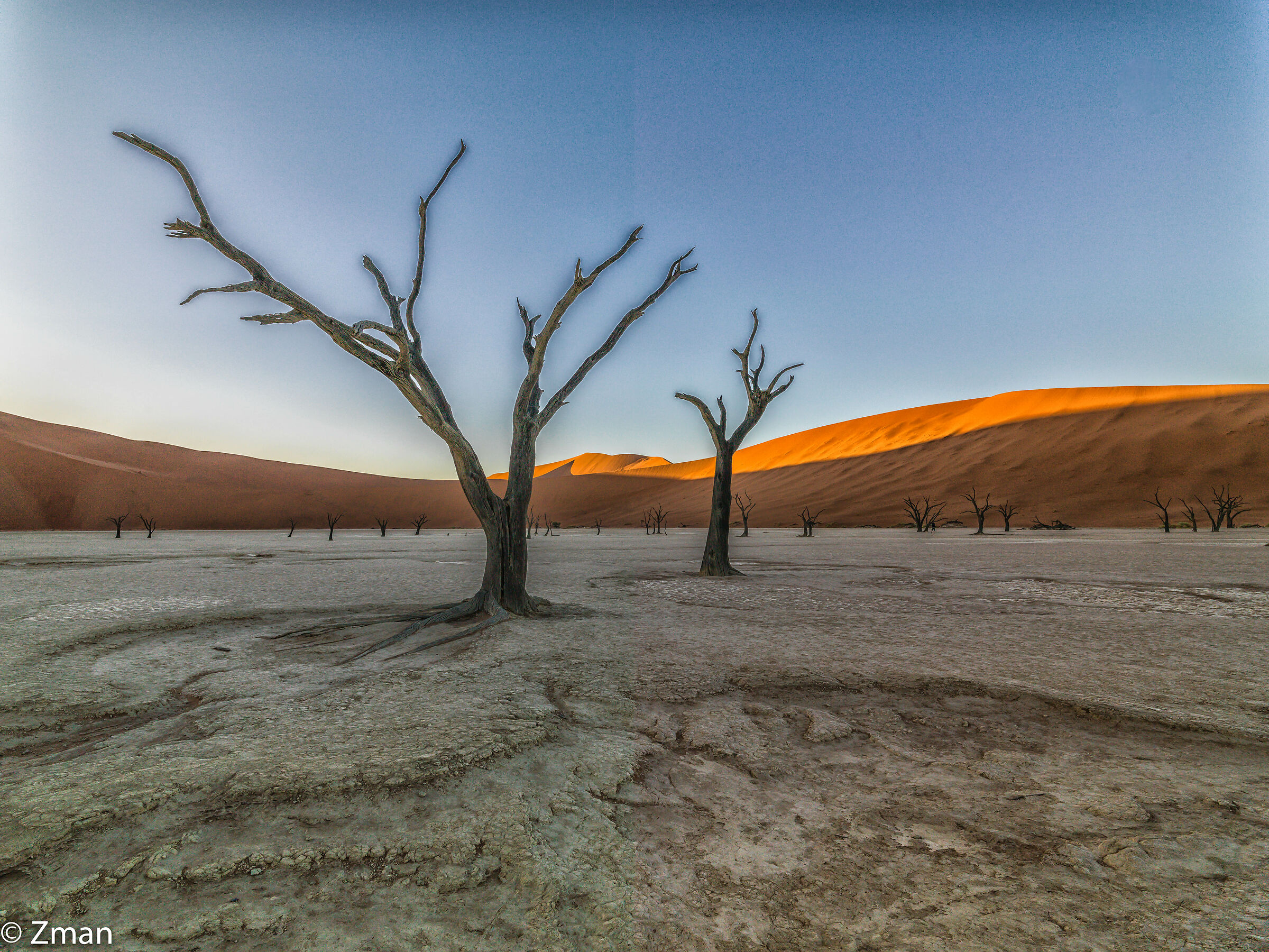 Deadflei Acacia Tree