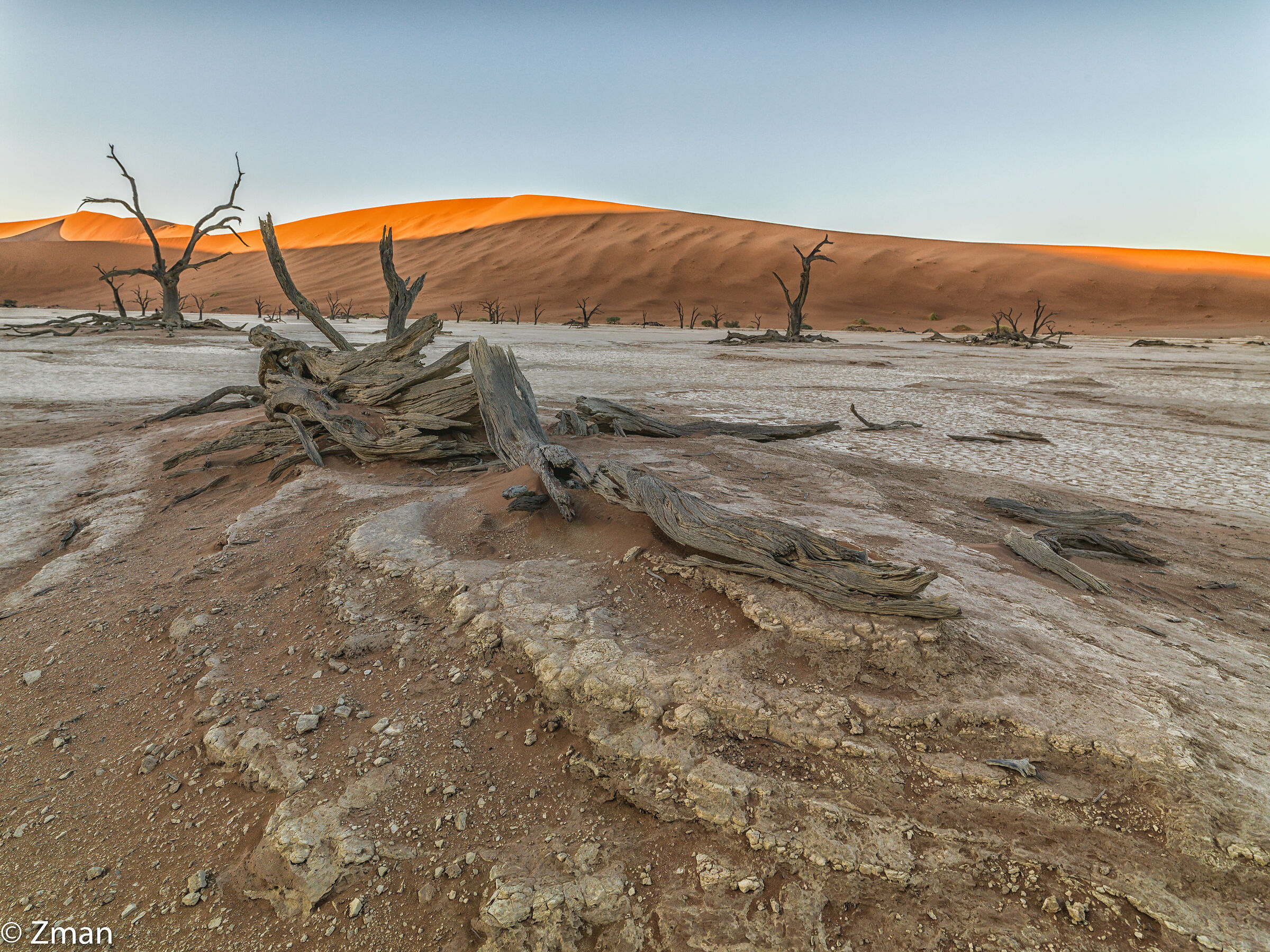 Deadflei Acacia Tree