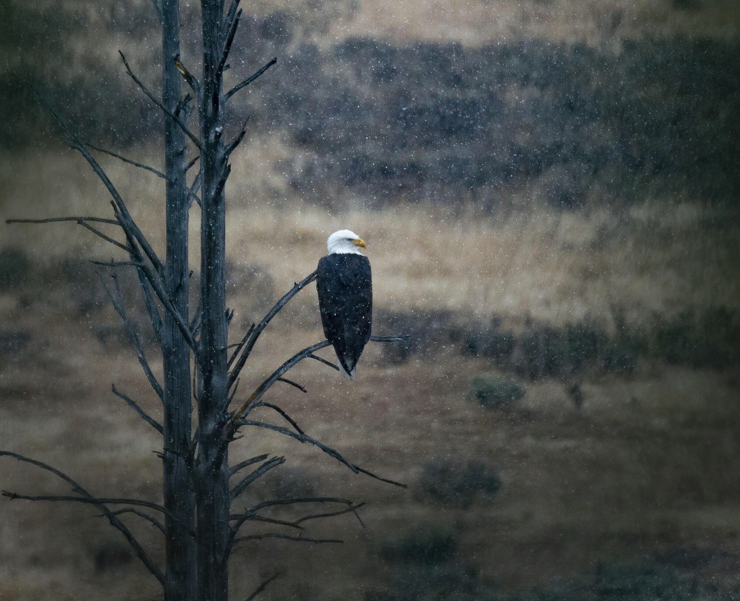 aquila calva sotto fiocchi di neve