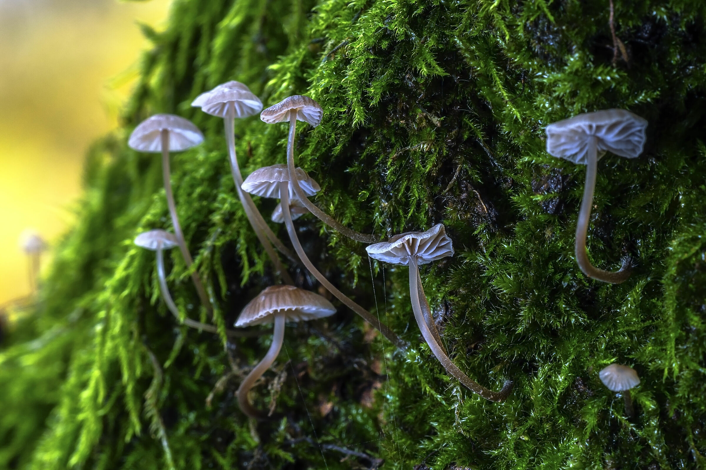 On the tree