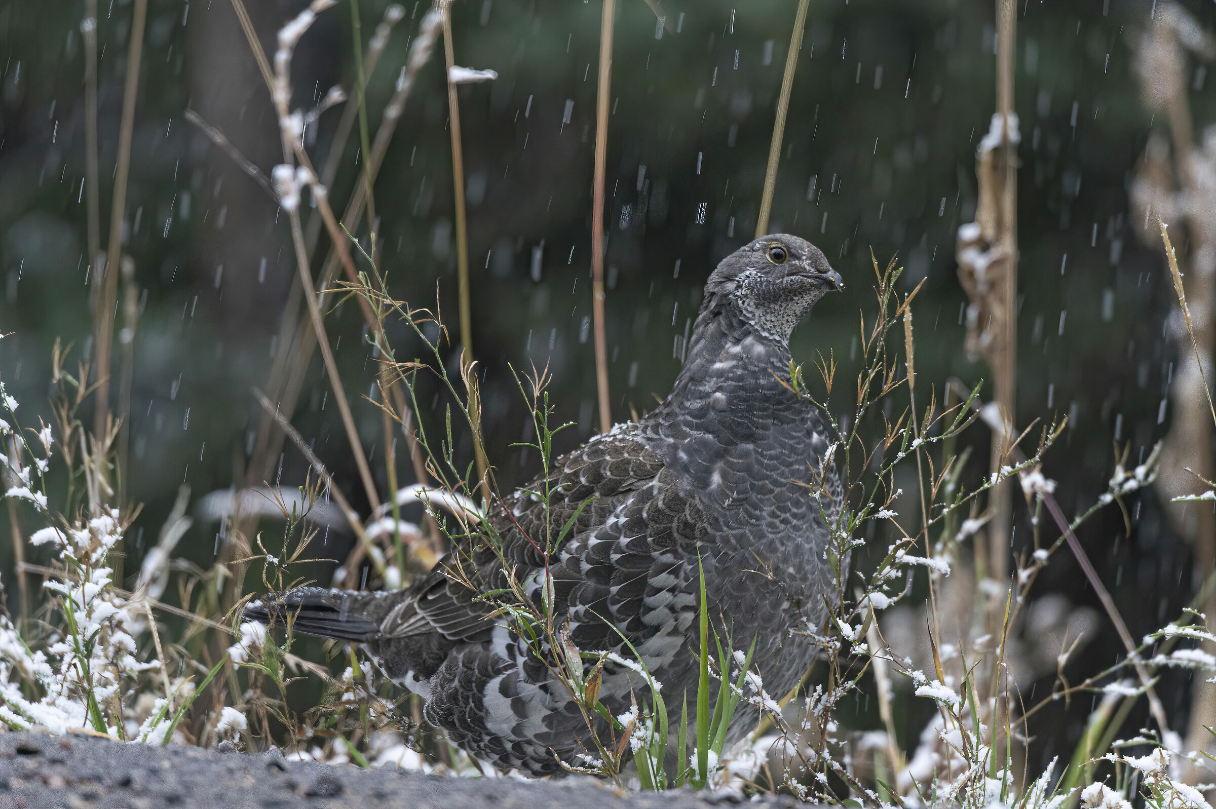 fagiano di abete rosso