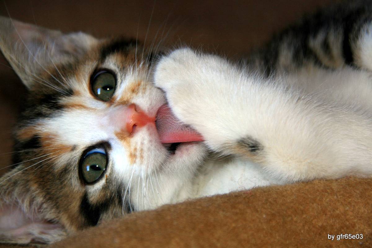 Cosa avete da guardare ?