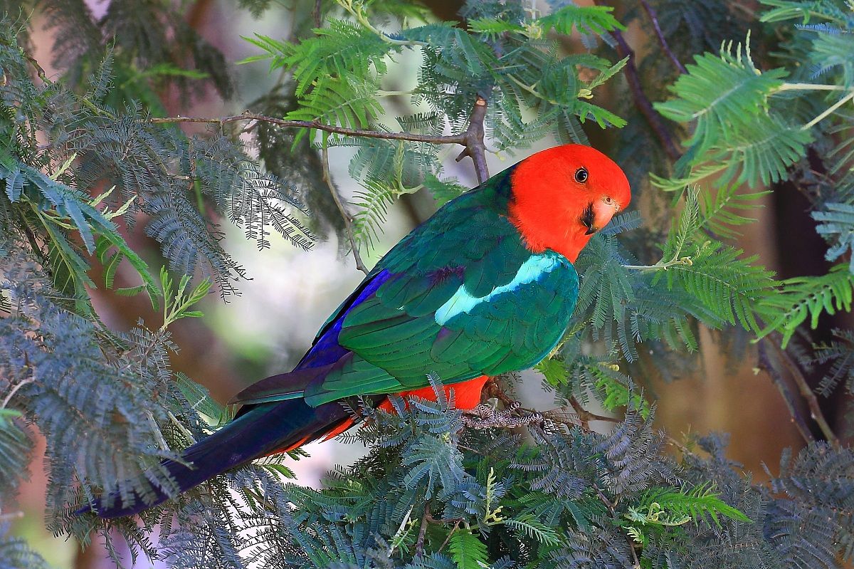 King Parrot - male