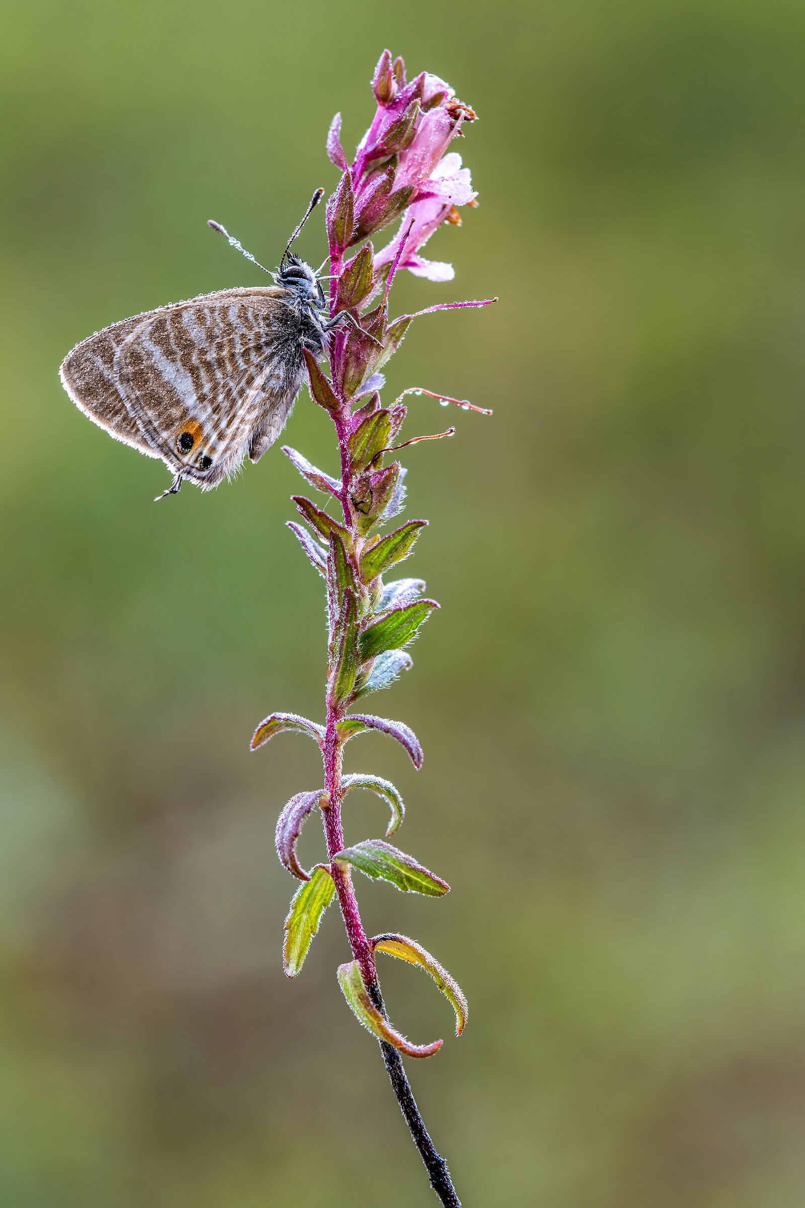 Leptotes pirithous.