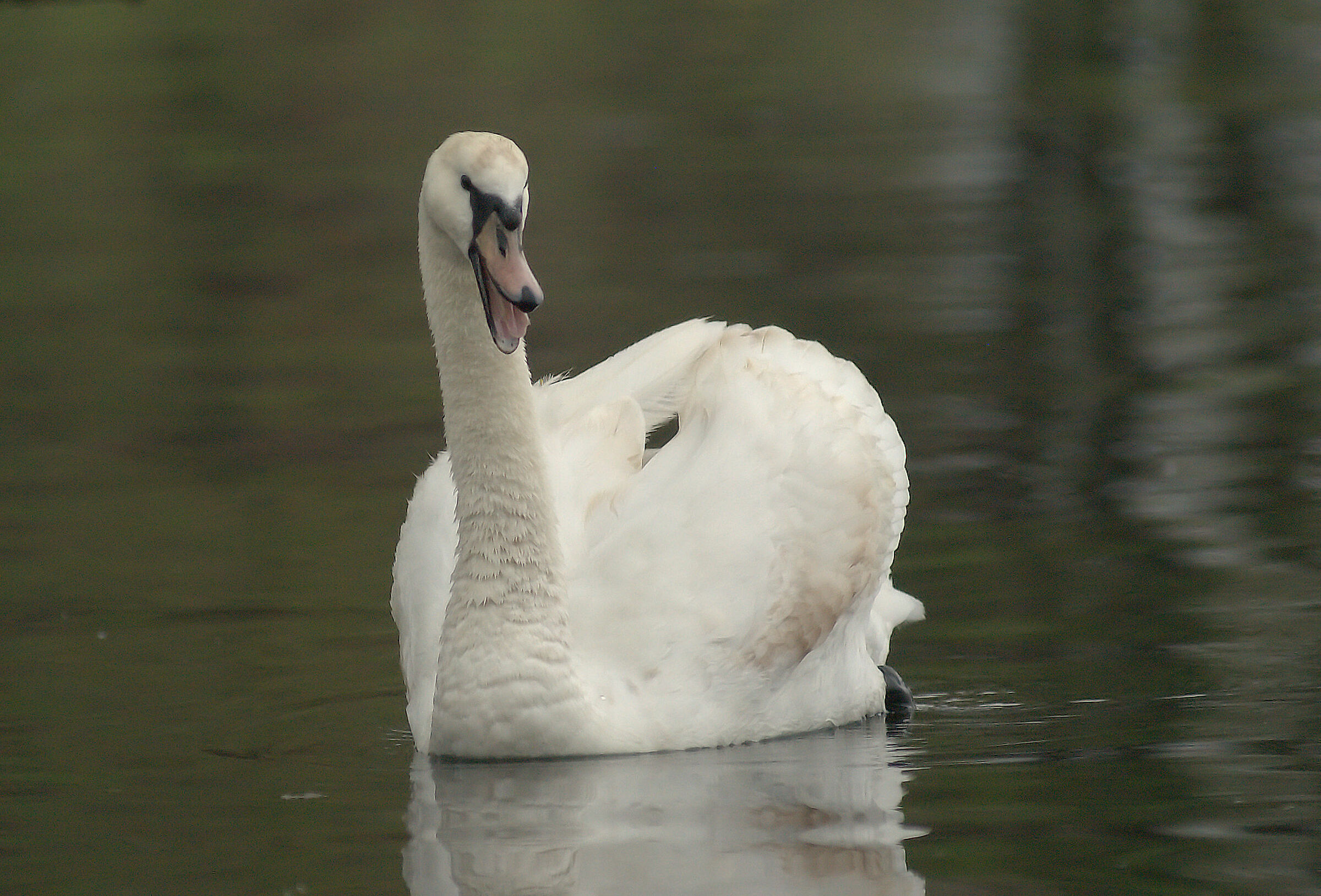Royal swan