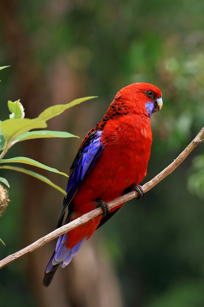 Crimson Rosella