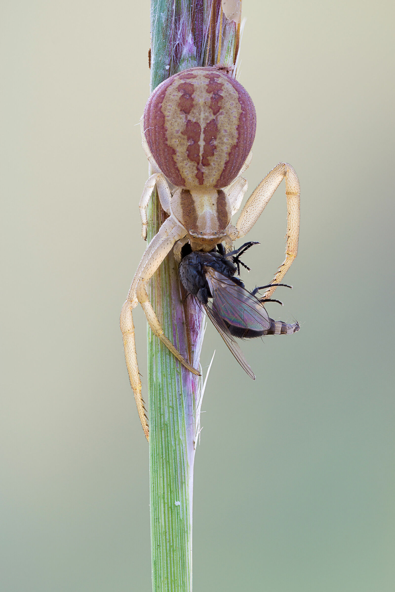 Il ragno e la sua preda