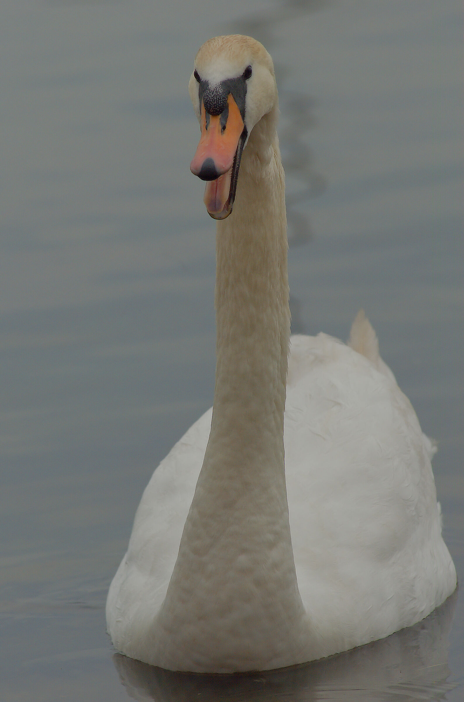 Royal swan