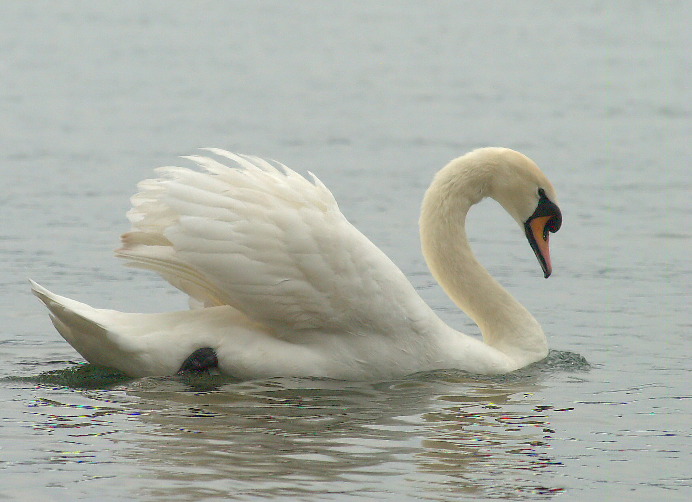 Royal swan