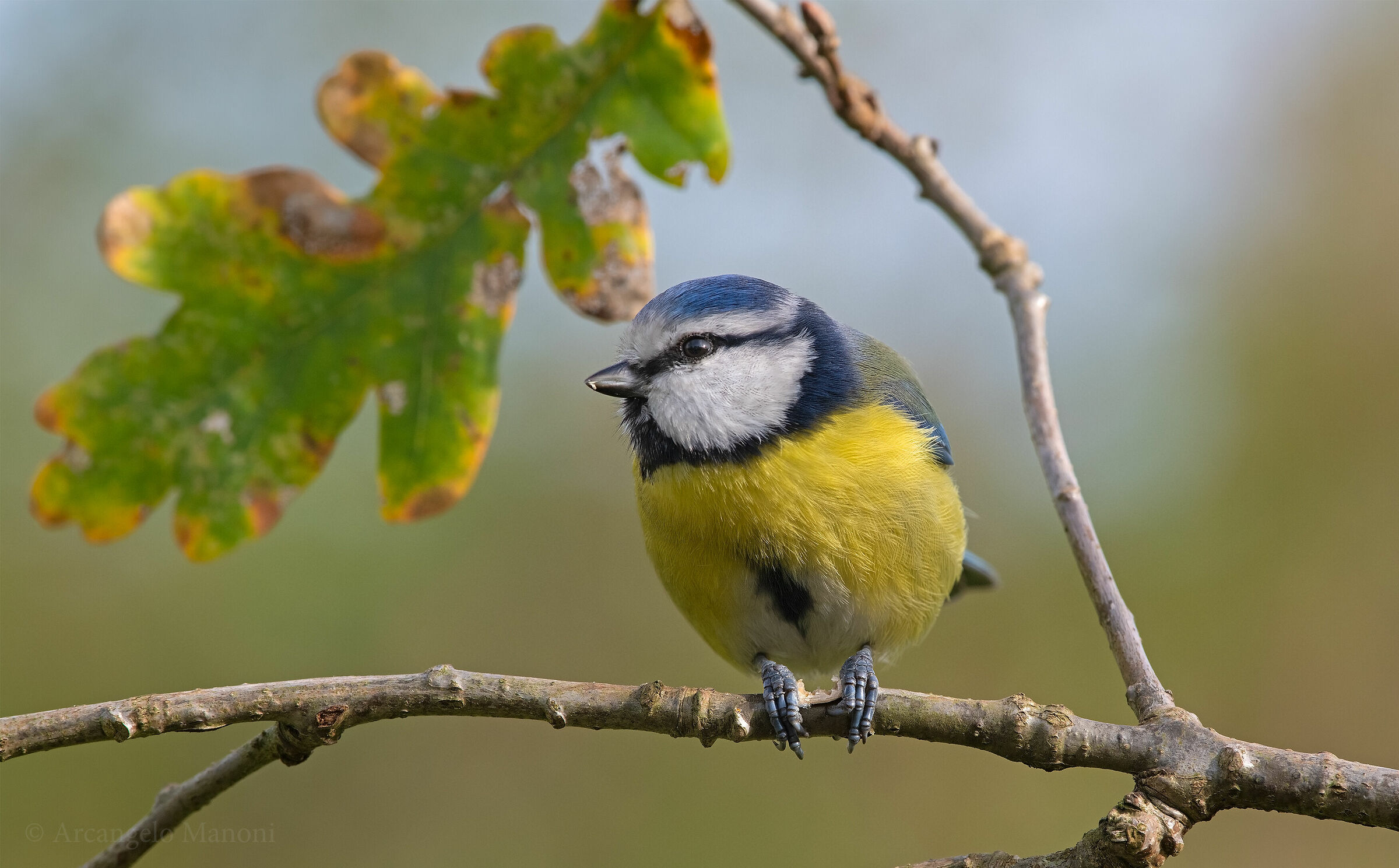 Quant'è buono questo seme!!