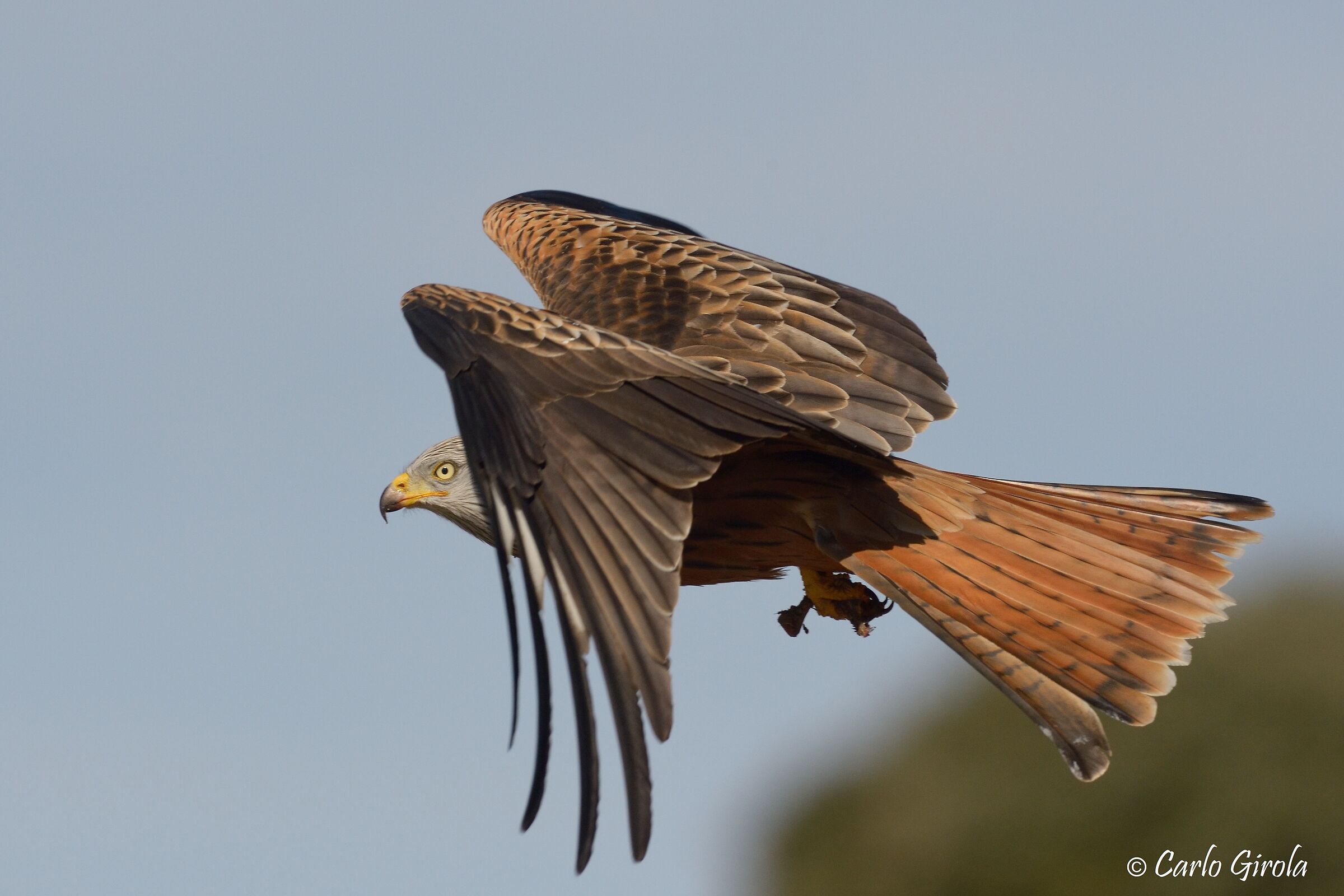 Nibbio reale (Milvus milvus)