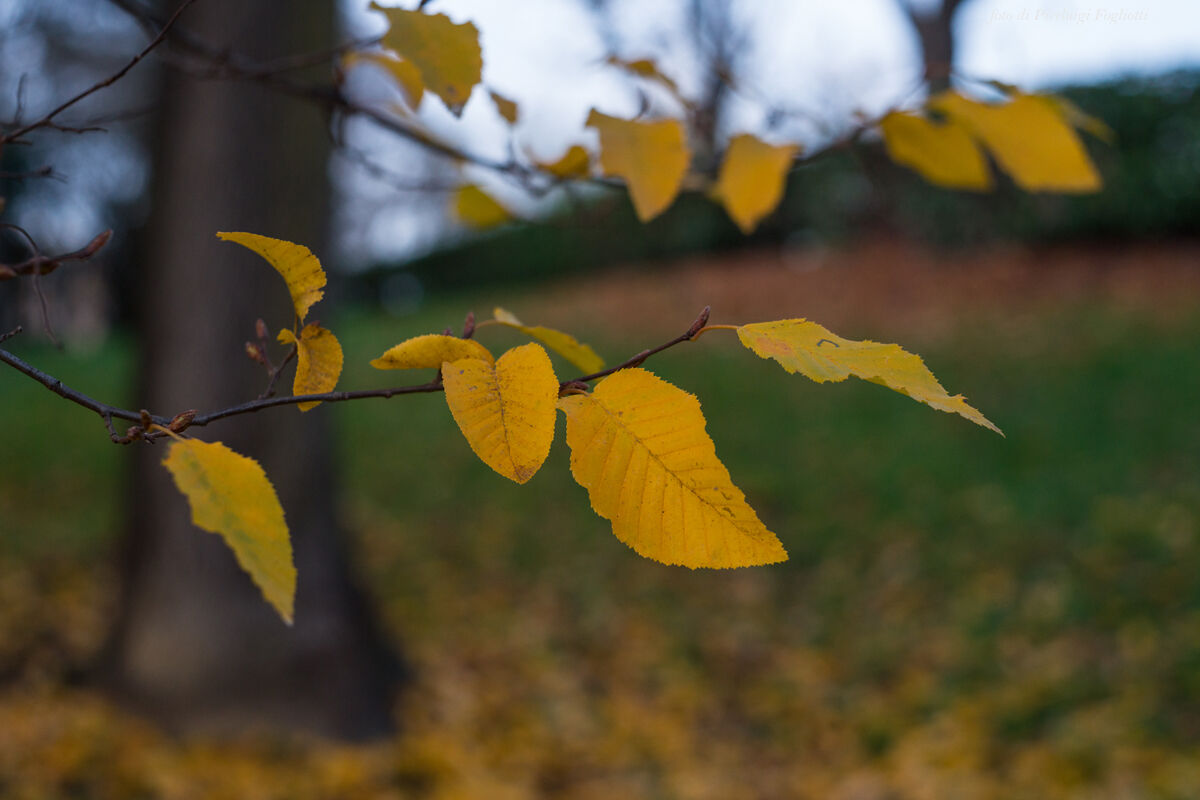 foglie in autunno