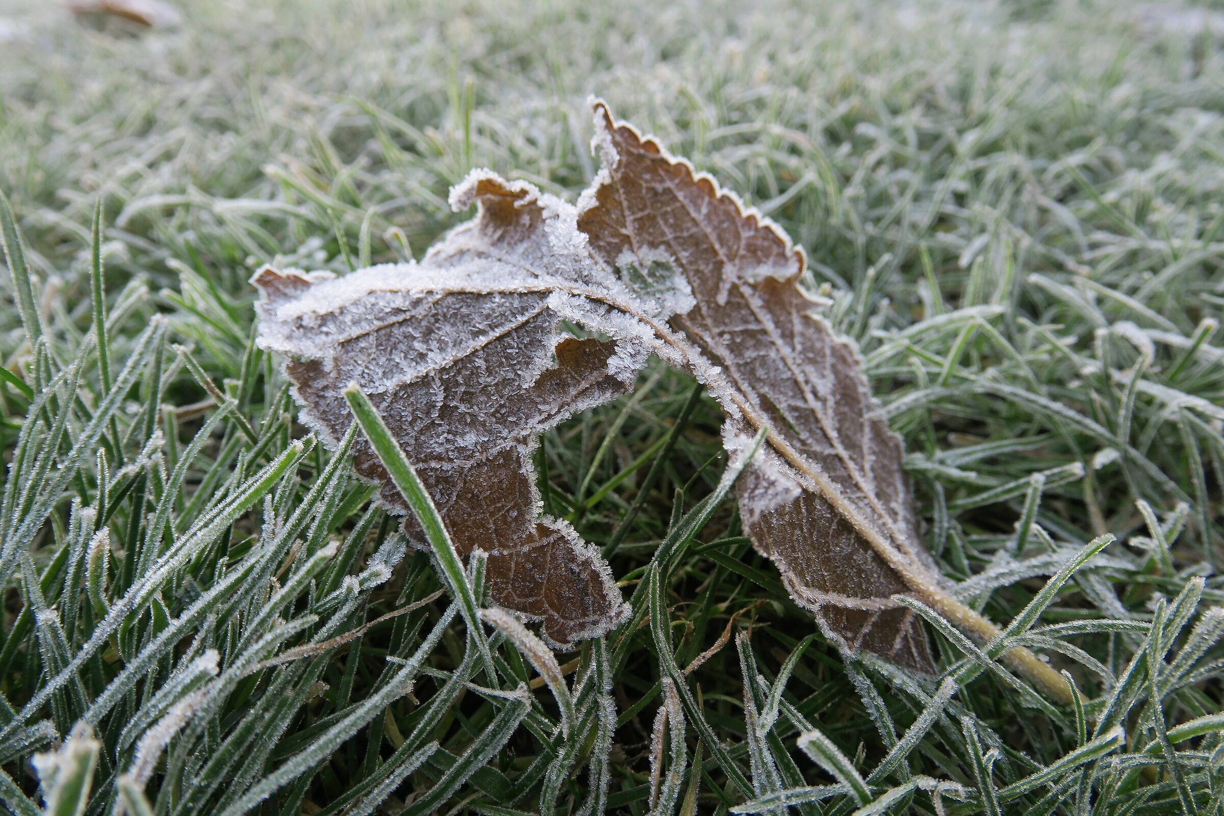 Early morning macro shot in the countryside