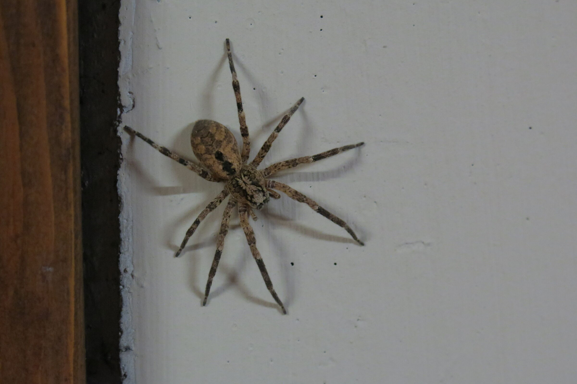 Waiting in the shadow