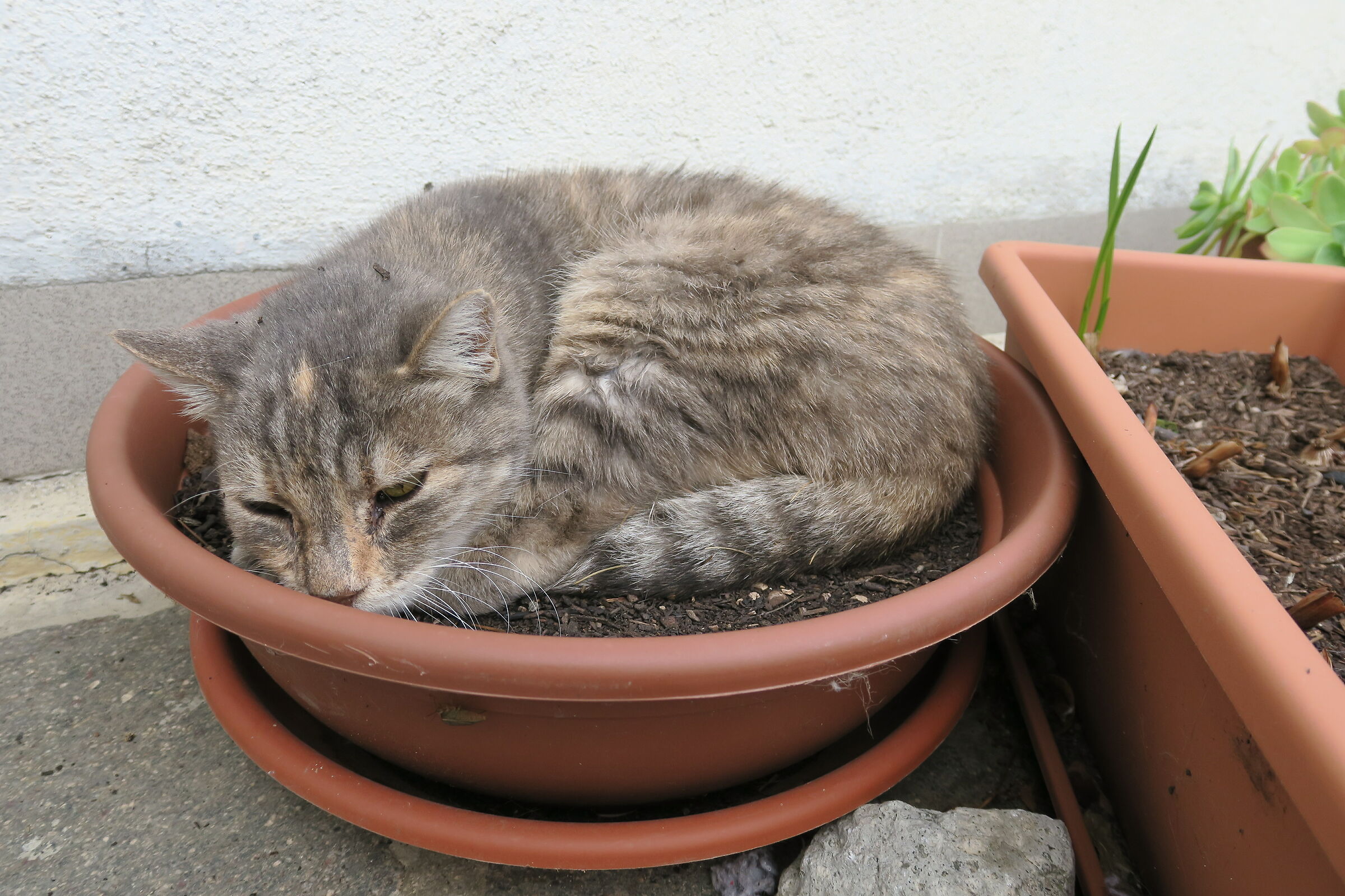 Cat pot