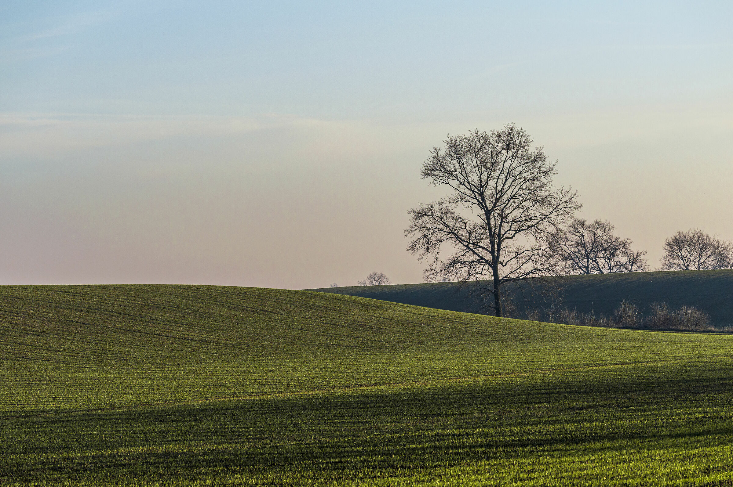 Collinette