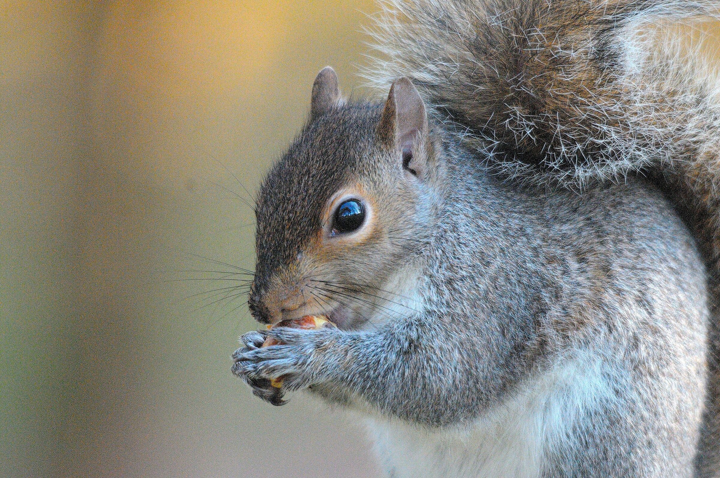 Legnano, parco castello