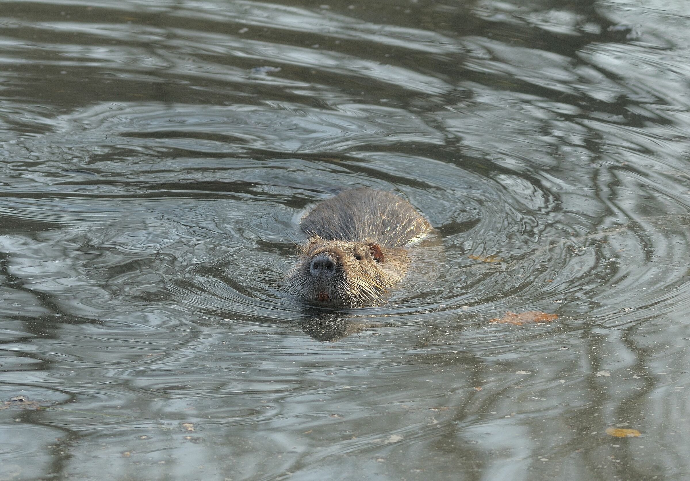 Nutria