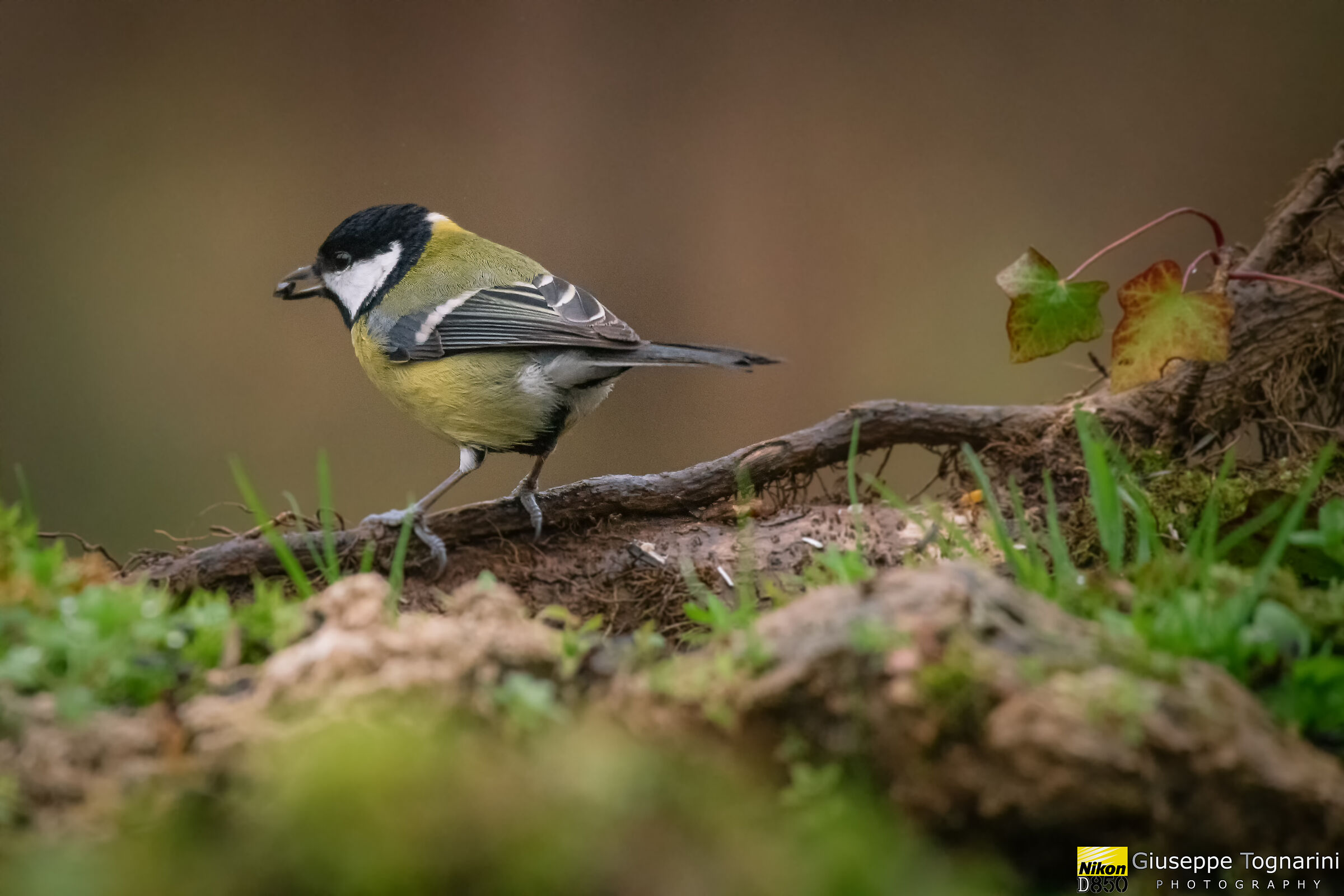 Parus major
