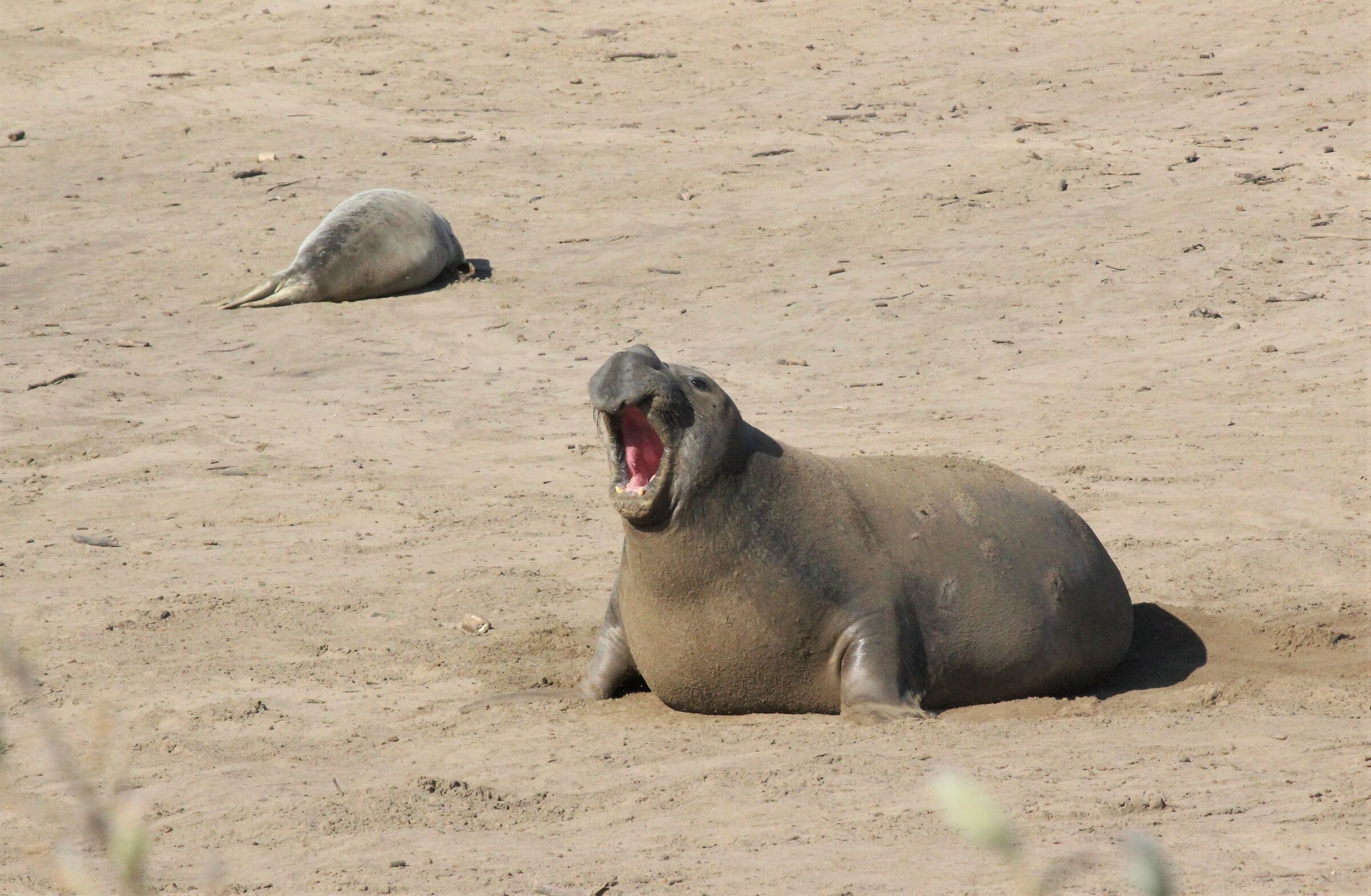 Northern Sea Elephant - Big Sur - California